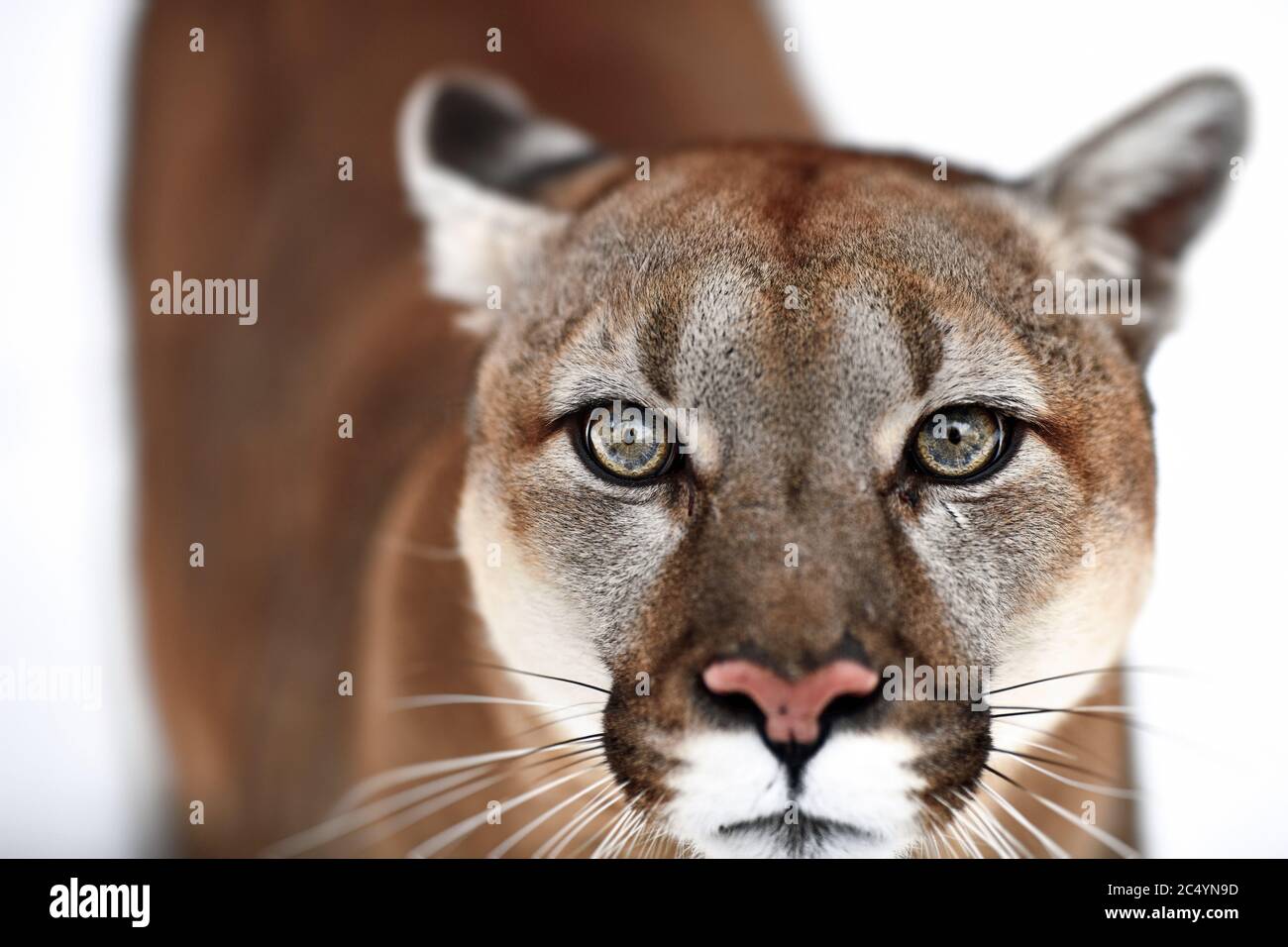 Bella Ritratto di un Cougar canadese. Leone di montagna, puma, pantera,  scena invernale nei boschi. Fauna selvatica America Foto stock - Alamy