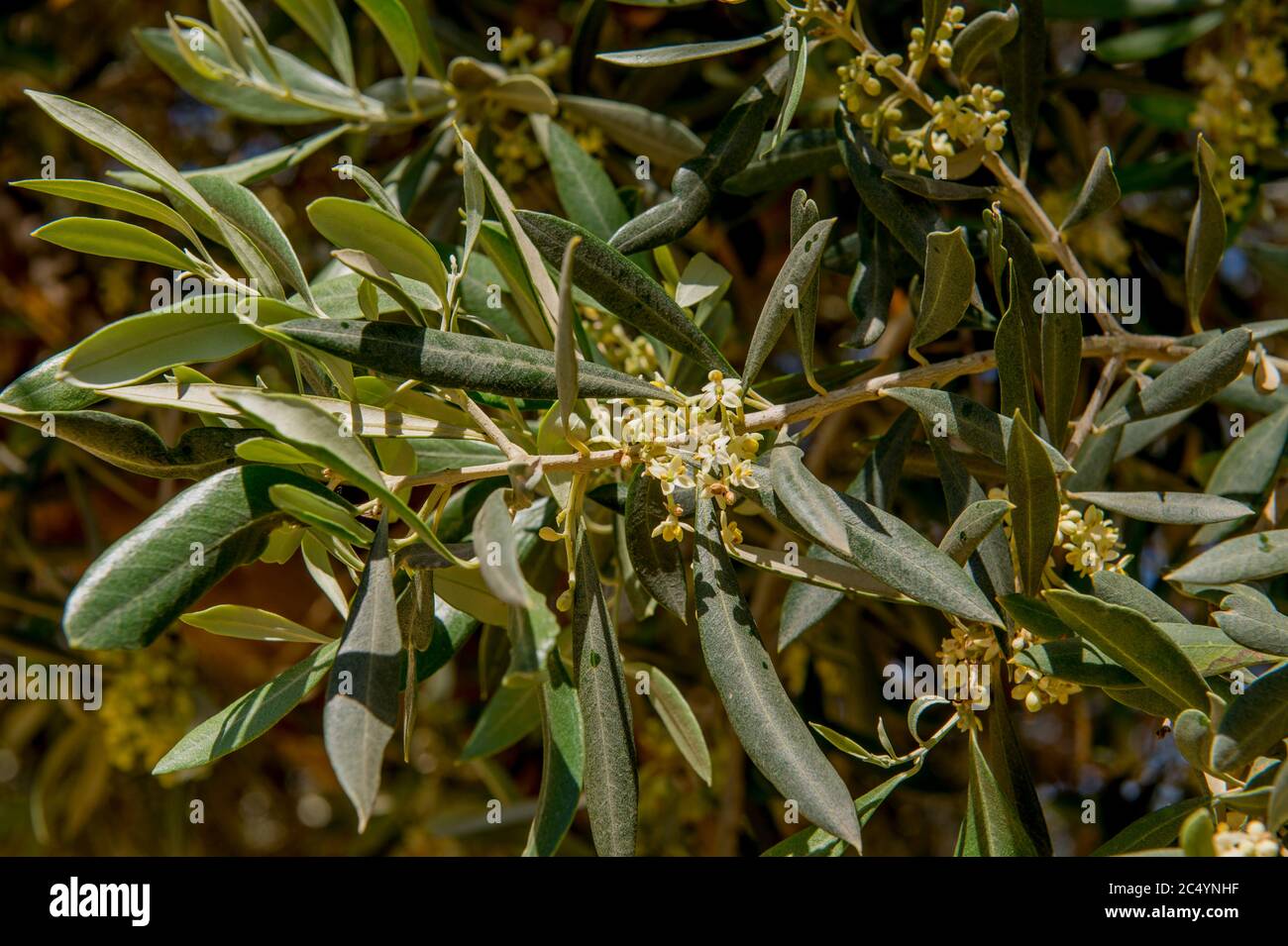 Primo piano di fiori di olivo vicino alla città di Agrigento sull'isola di Sicilia in Italia. Foto Stock