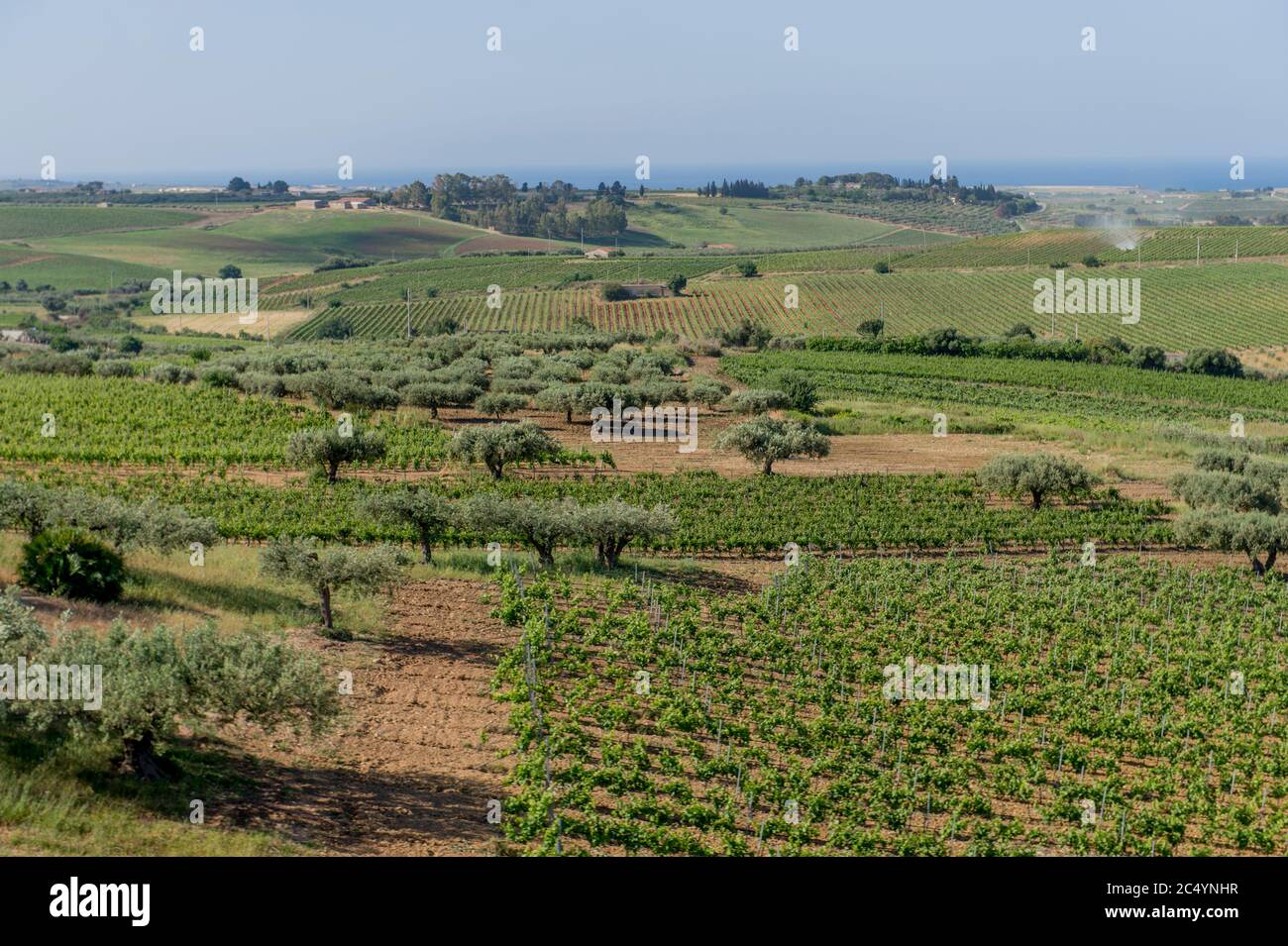 Vista di un paesaggio agricolo con vigneti e uliveti vicino alla città di Agrigento sull'isola di Sicilia in Italia. Foto Stock