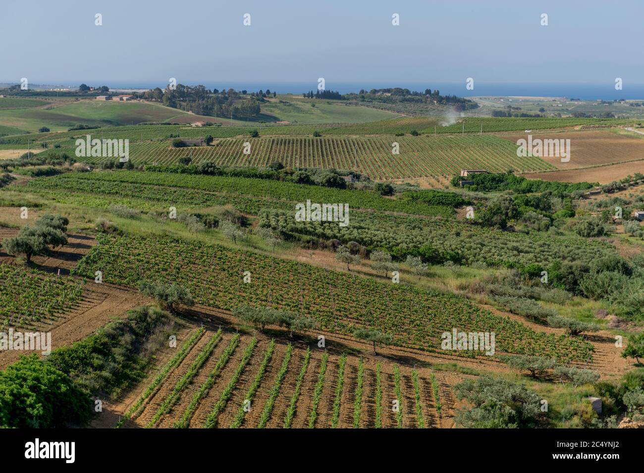 Vista di un paesaggio agricolo con vigneti e uliveti vicino alla città di Agrigento sull'isola di Sicilia in Italia. Foto Stock