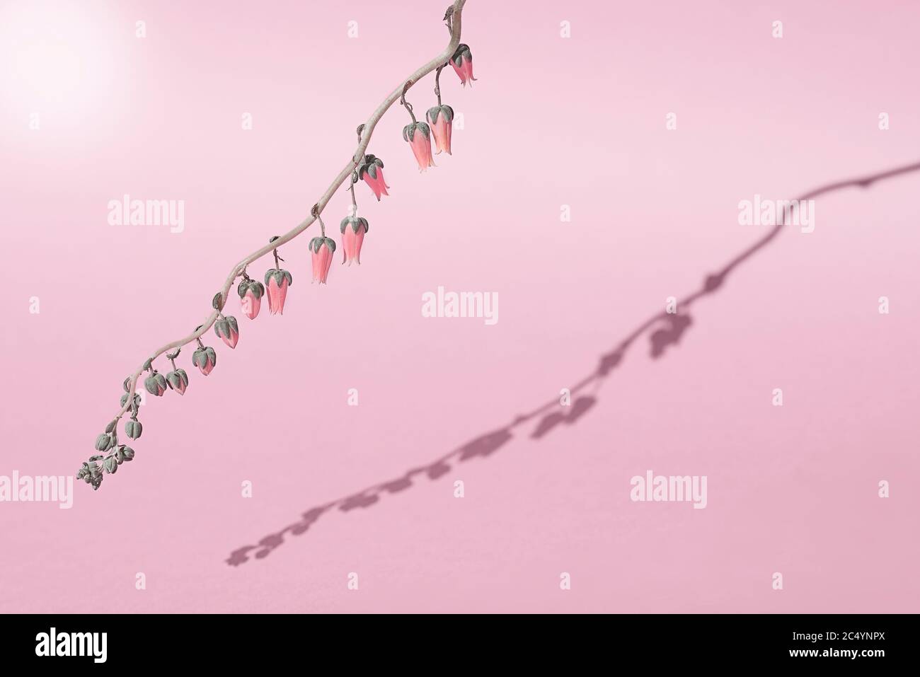 ramo con fiori in crescita Foto Stock
