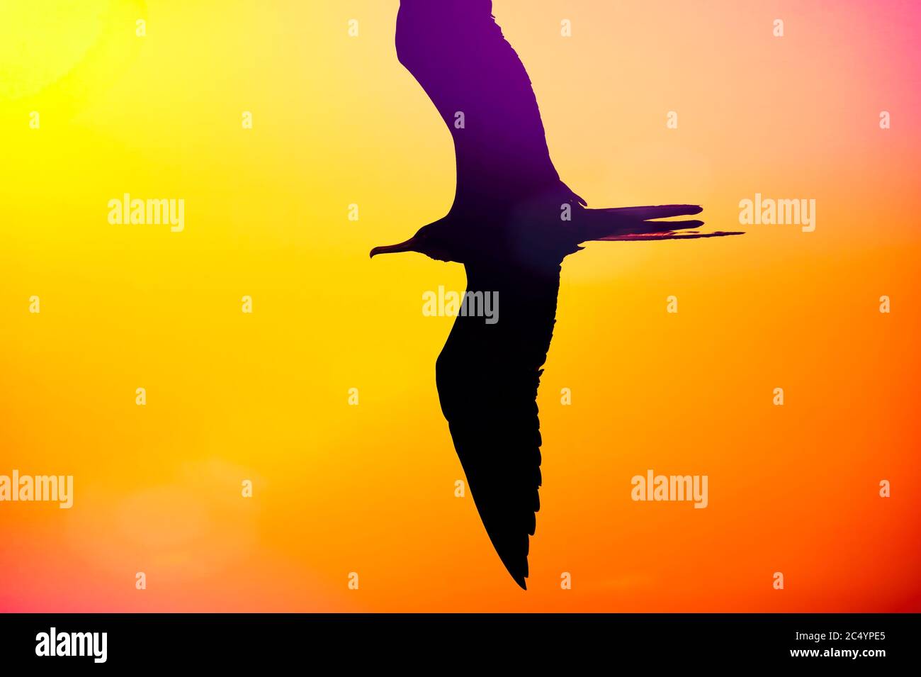 Un singolo uccello che volava in un cielo multicolore Foto Stock