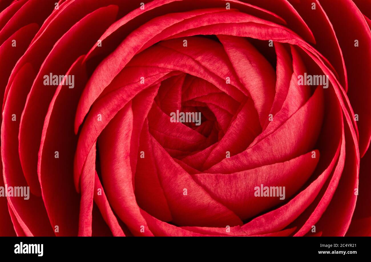 Primo piano di un vivace fiore rosso di ranunculus. Bellissimo fiore di primavera, motivo floreale, macro Foto Stock