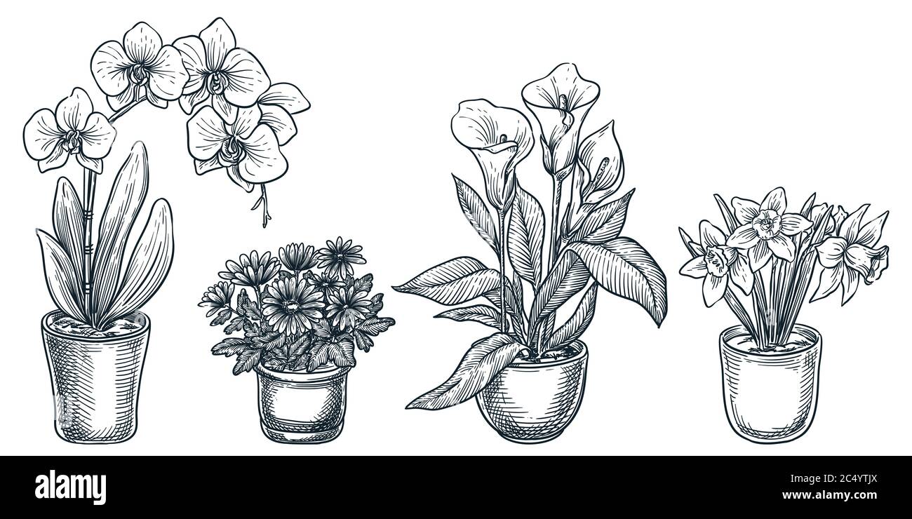 Fiori e piante in vaso, isolati su sfondo bianco. Disegno grafico a mano vettoriale di piante domestiche in fiore in vaso. Camera floreale casa Illustrazione Vettoriale