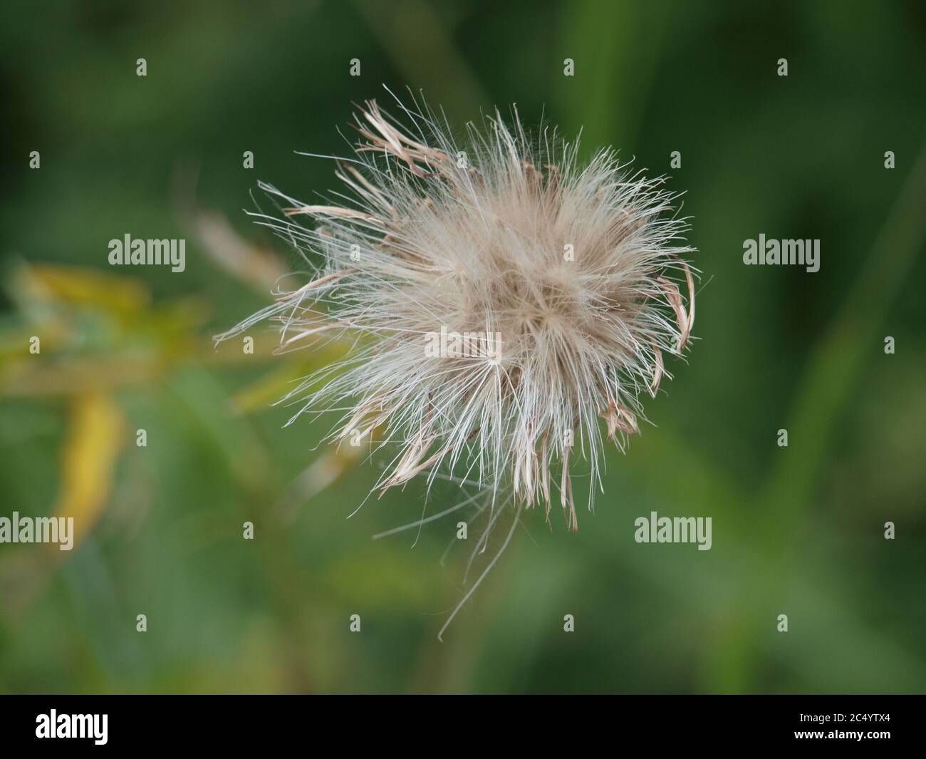 Shoot Wheel Grid 6 White Rock a Las Colinas Foto Stock