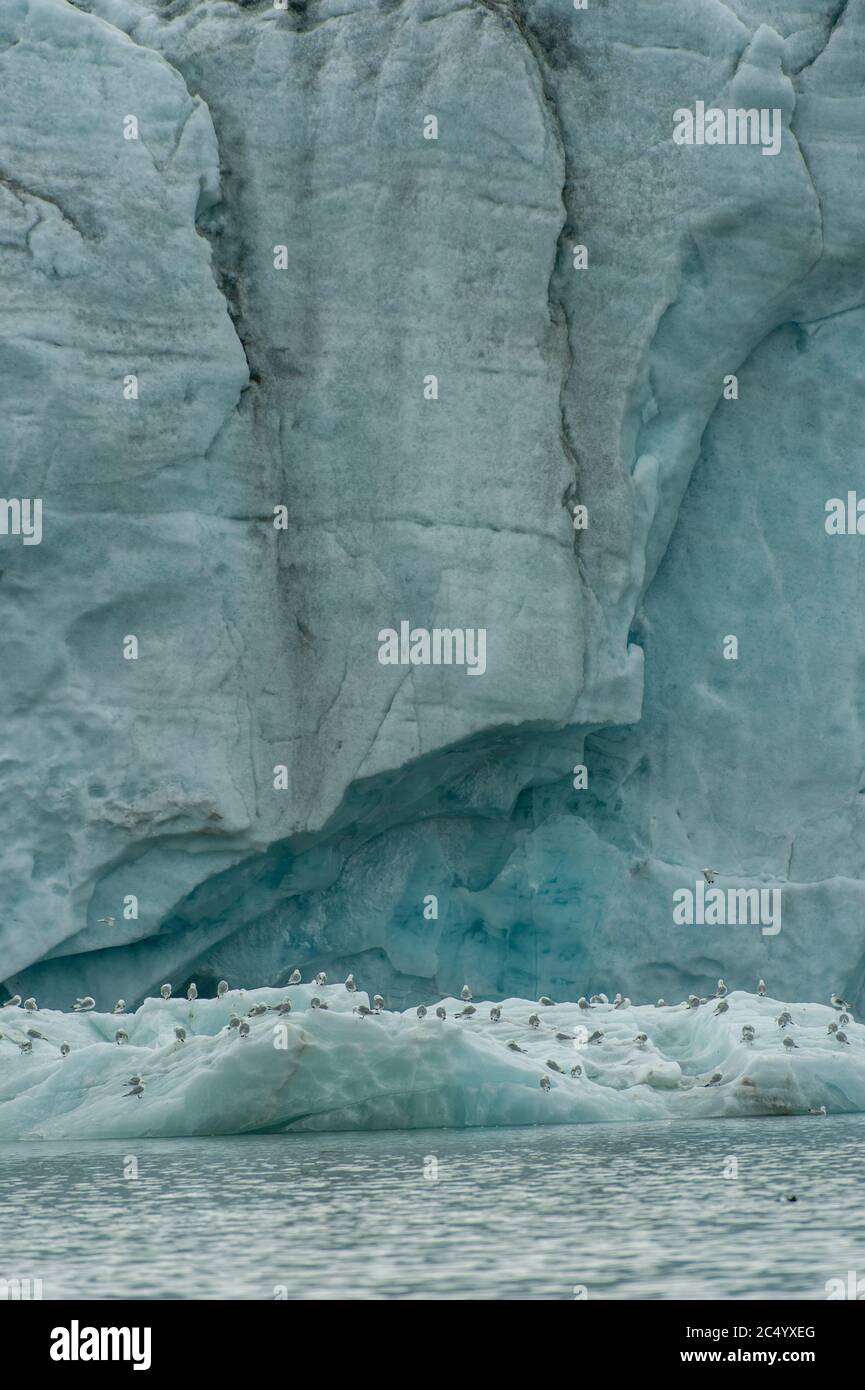 Gattie con zampe nere (Rissa tridactyla) seduti su ghiaccio davanti al Samarinbreen, un ghiacciaio a Hornsund a Svalbard, Norvegia. Foto Stock