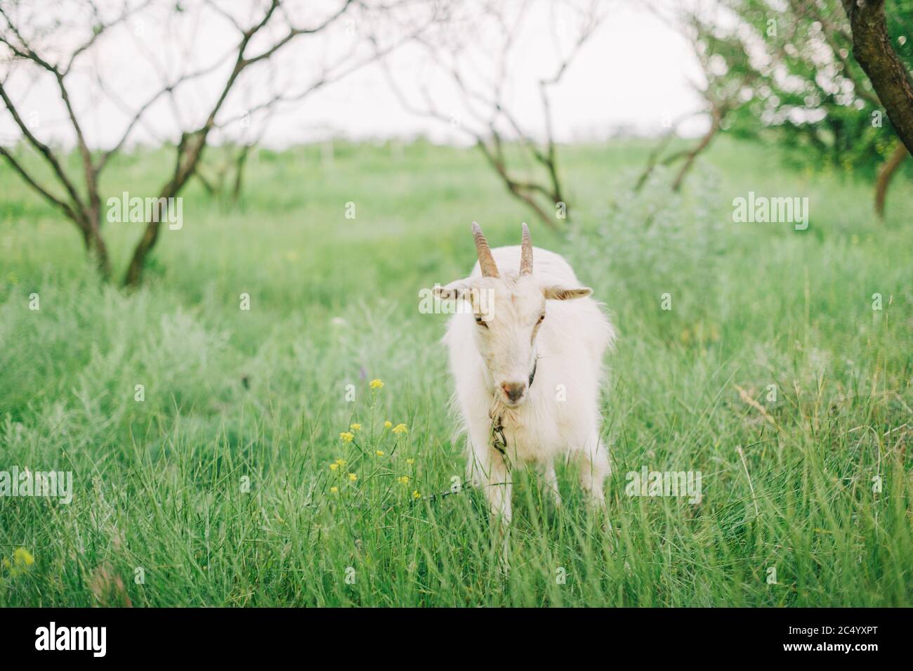 Capre che pascolano su erba fresca, foto grandangolare bassa con forte retroilluminazione solare. Capra e natura Foto Stock