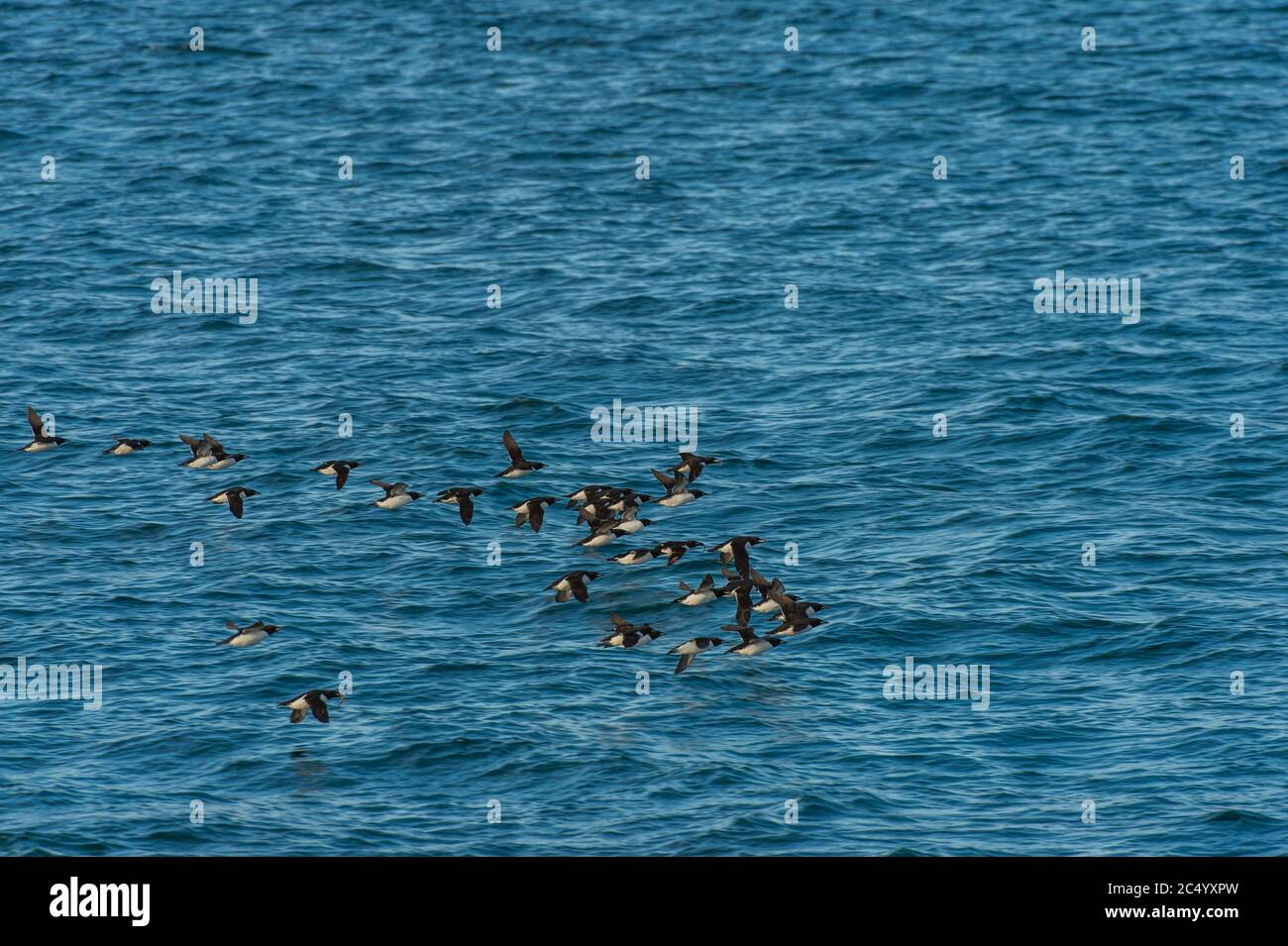 Un gregge di murres spesso-fatturati o guillemot di Brunnich (Uria lomvia) che sorvola l'Oceano Artico vicino Alkefjellet, che uno dei più grandi uccelli clif Foto Stock