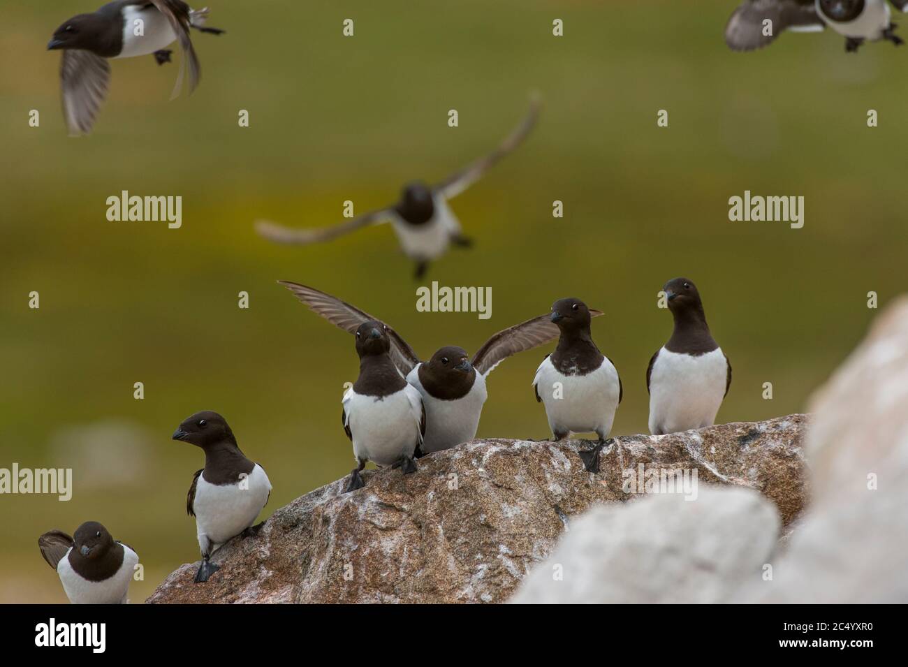 Piccole auks o dovekies (alle alle) atterrano su una roccia nel loro sito di nidificazione su una collina rocciosa a Varsolbukta a Bellsund, che è un sostantivo lungo 20 km Foto Stock