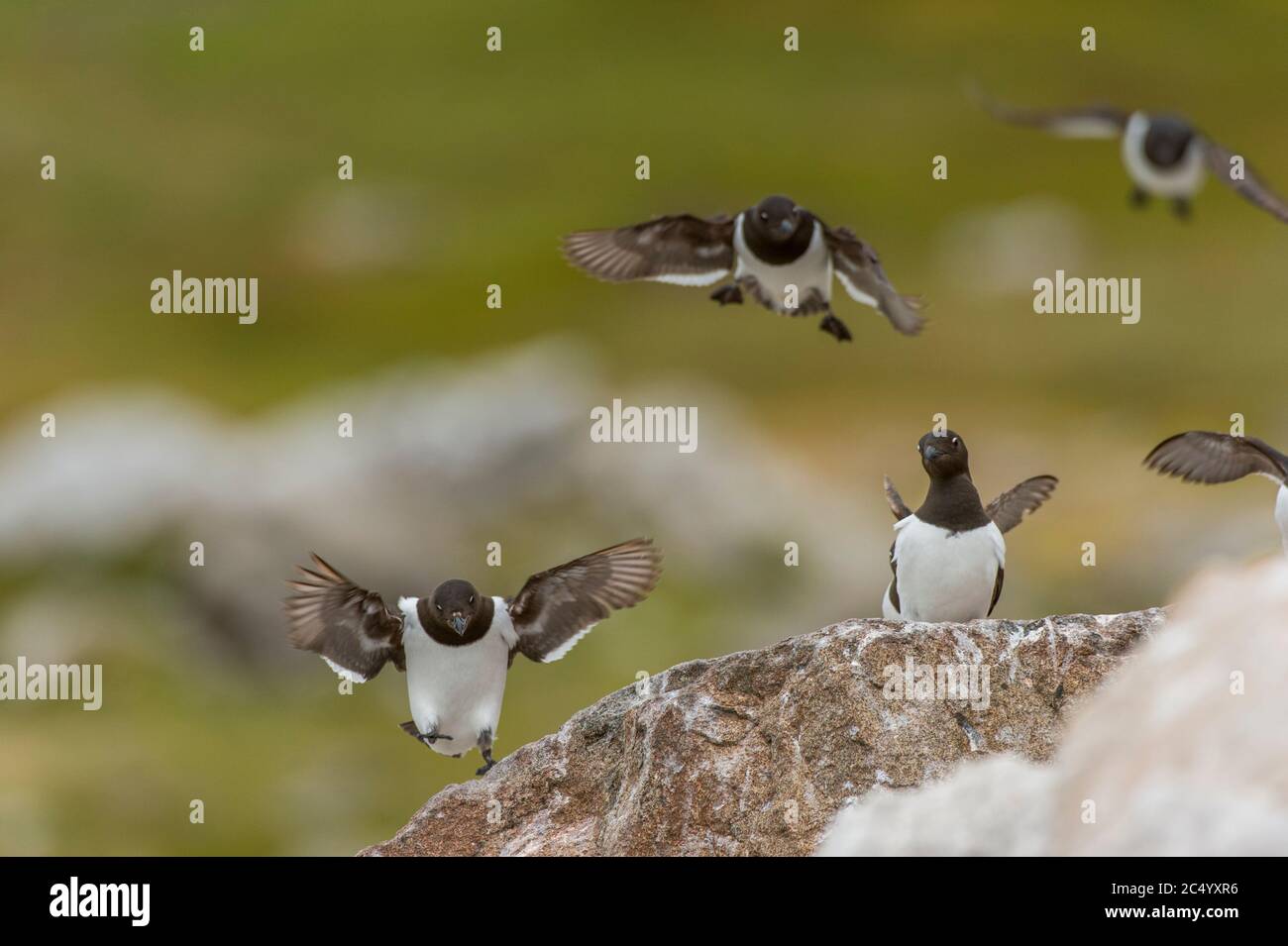 Piccole auks o dovekies (alle alle) atterrano su una roccia nel loro sito di nidificazione su una collina rocciosa a Varsolbukta a Bellsund, che è un sostantivo lungo 20 km Foto Stock