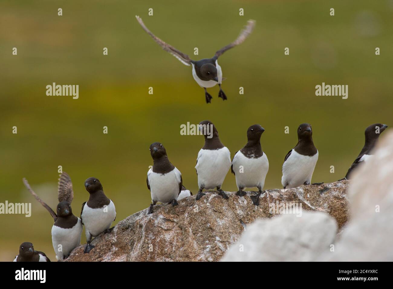 Piccole auks o dovekies (alle alle) atterrano su una roccia nel loro sito di nidificazione su una collina rocciosa a Varsolbukta a Bellsund, che è un sostantivo lungo 20 km Foto Stock