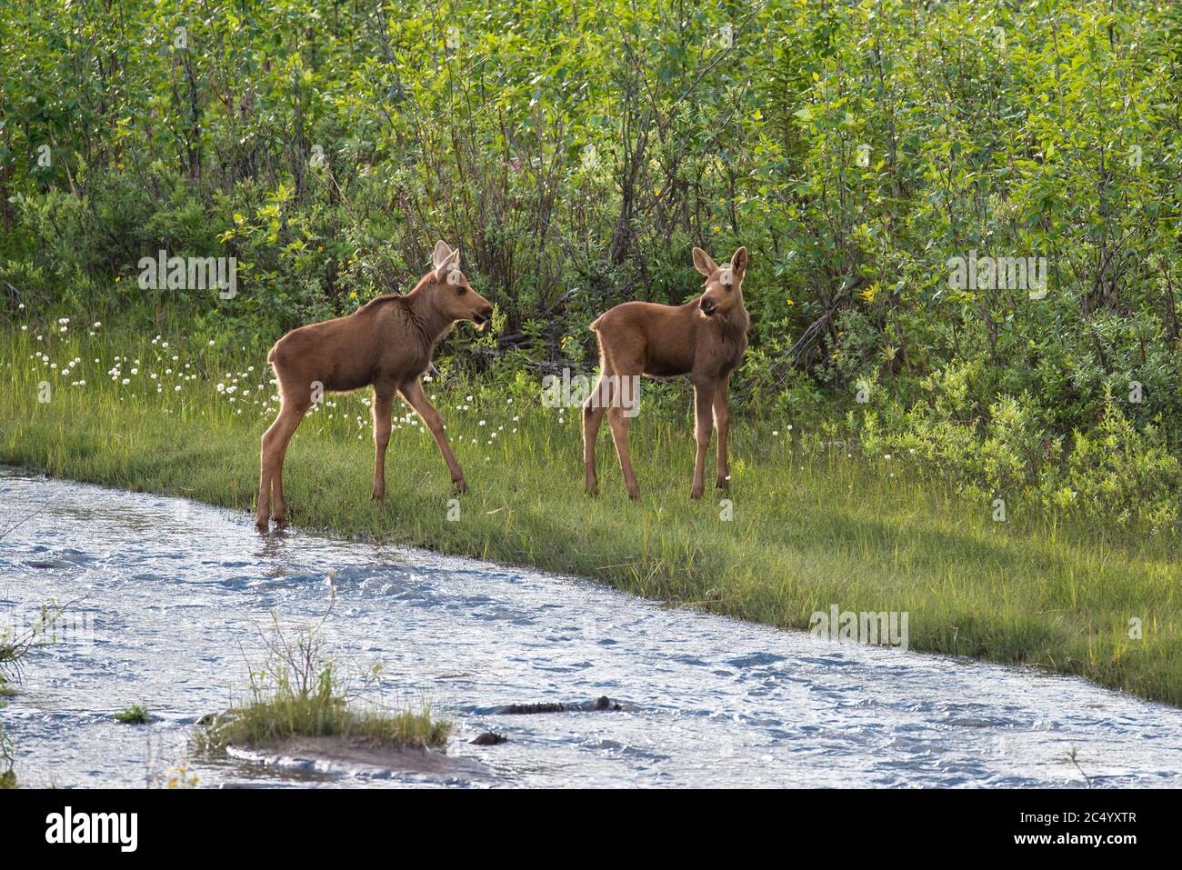 Due calve albicene lungo Riley Creek, Denali National Park, Alaska., USA Foto Stock