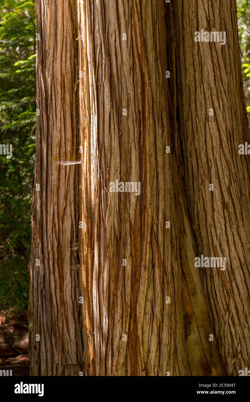 Primo piano della corteccia di un albero di cedro rosso occidentale nella foresta lungo l'Icicle Gorge Trail vicino a Leavenworth, Stato di Washington orientale, Stati Uniti. Foto Stock