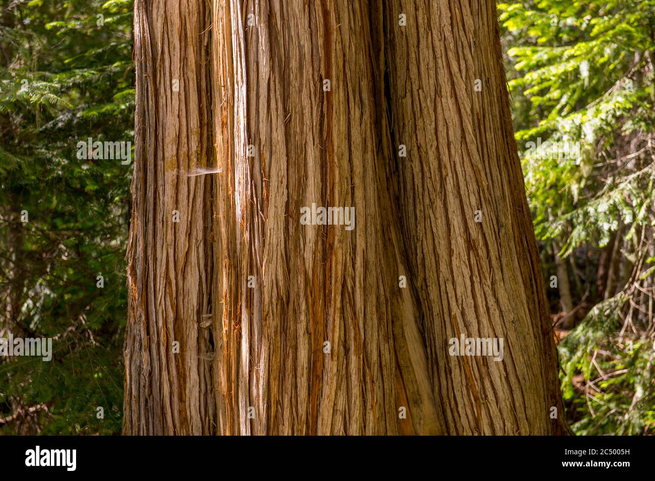 Primo piano della corteccia di un albero di cedro rosso occidentale nella foresta lungo l'Icicle Gorge Trail vicino a Leavenworth, Stato di Washington orientale, Stati Uniti. Foto Stock