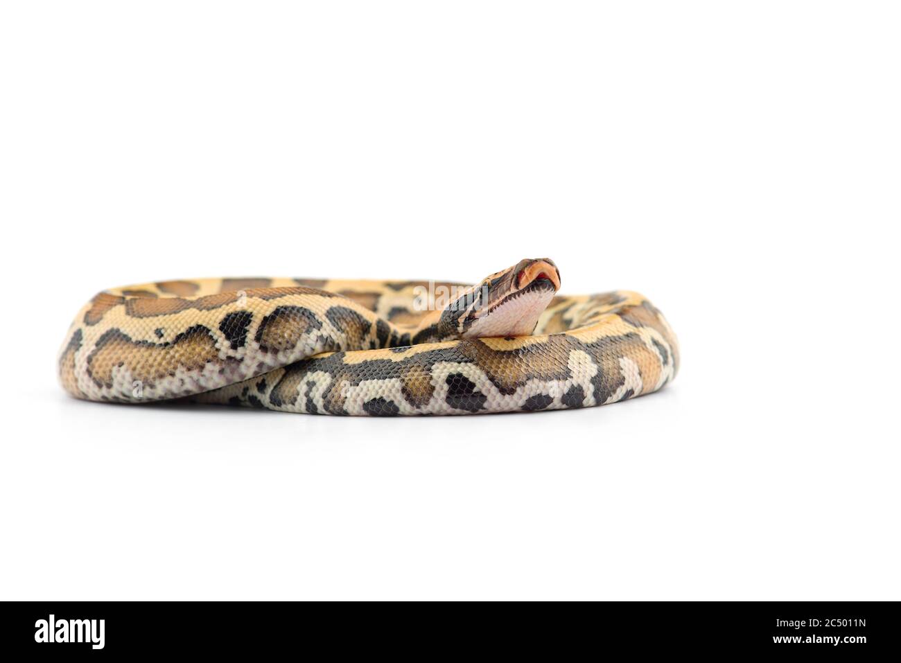 Sumatran breve coda Python isolato su sfondo bianco Foto Stock