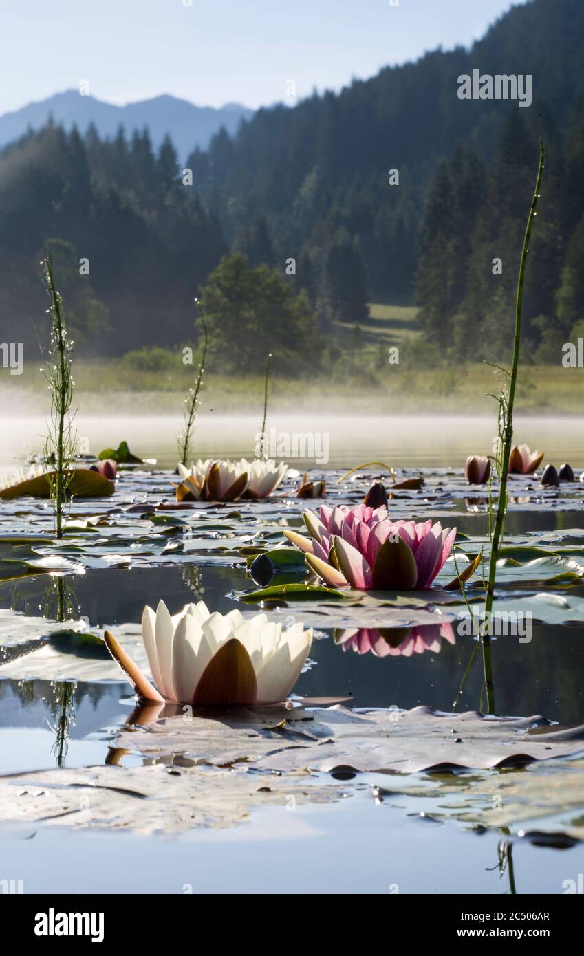 Primo piano di gigli d'acqua rosa e bianca sul lago alpino durante l'alba - nebbia lago sullo sfondo Foto Stock