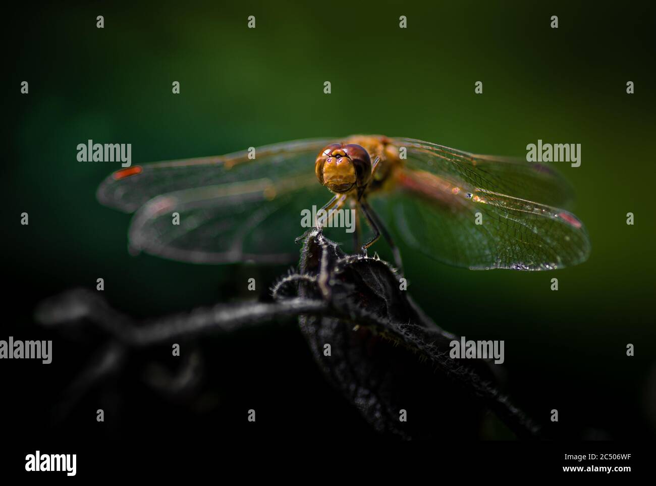 Primo piano di una libellula che perching su una pianta asciutta. Foto Stock