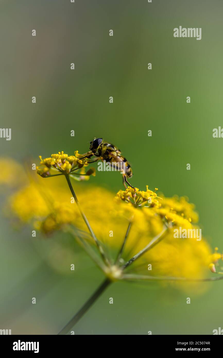 Una bella pianta di finocchio fiorente che attrae insetti e api. Foto Stock