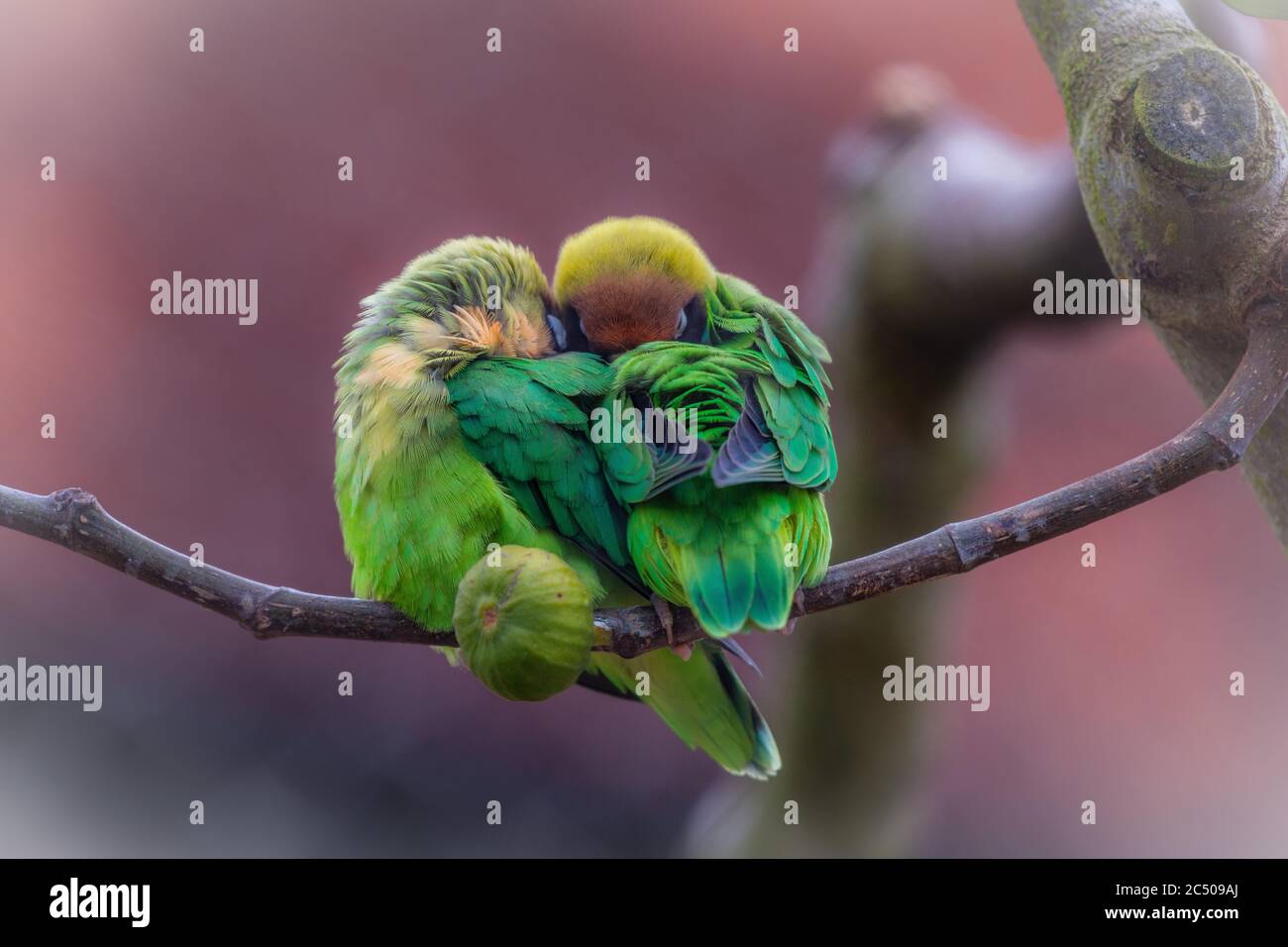 Due amici si accamanivano a dormire su un ramo di alberi nello zoo di Londra. Foto Stock
