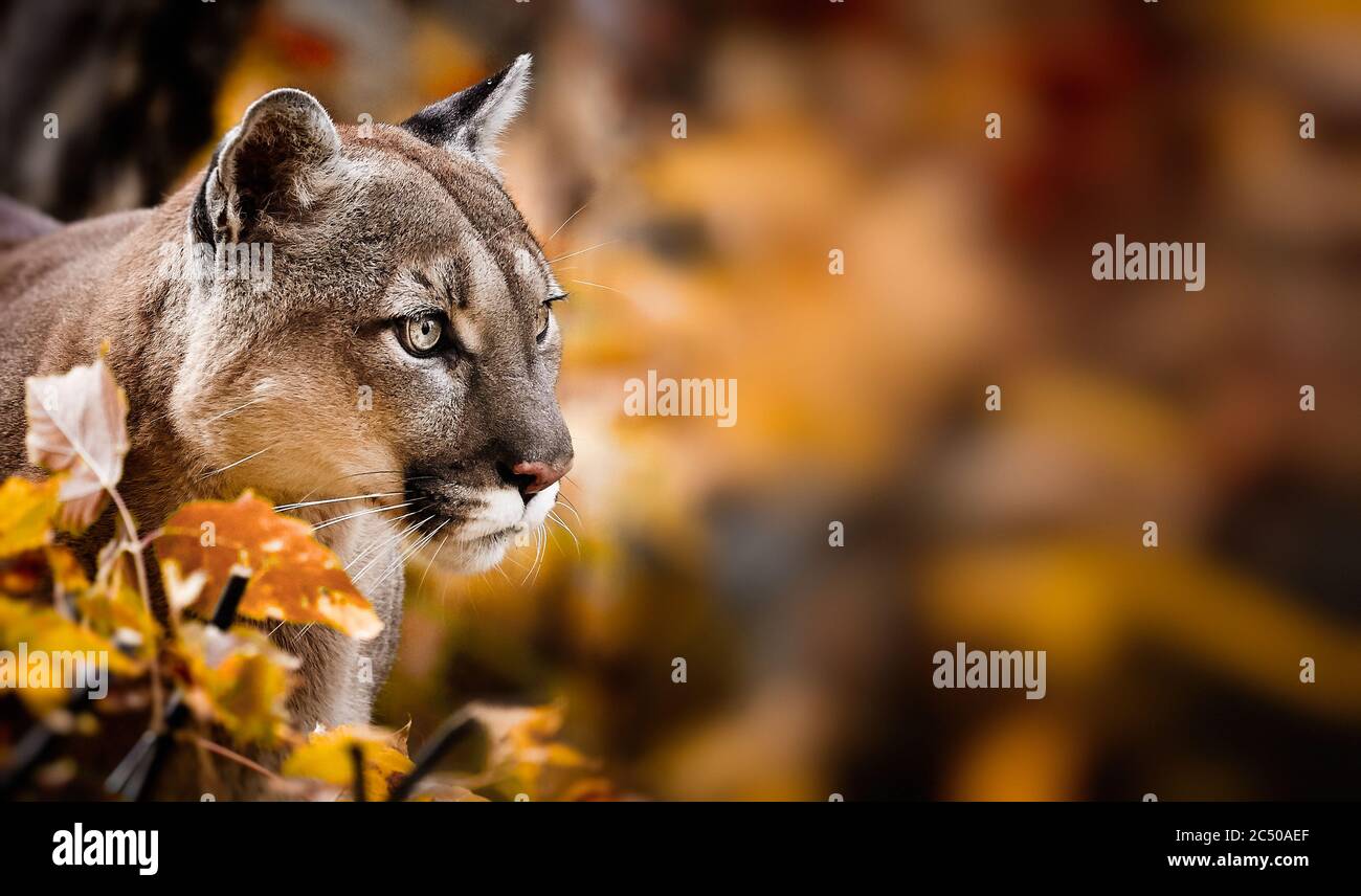 Ritratto di bella Puma nella foresta d'autunno. American Cougar - leone di montagna, posa suggestiva, scena nei boschi, fauna americana. Foto Stock