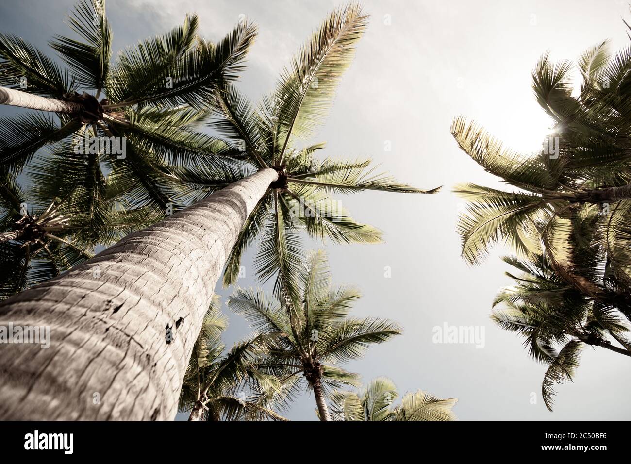 Palme tropicali che si innalzano verso il cielo in un'immagine di effetto invecchiato con il tronco di albero che torreggia verso il cielo. Foto Stock Palme tropicali che si innalzano verso il cielo in un'immagine di effetto invecchiato con il tronco di albero che torreggia verso il cielo. Foto Stock