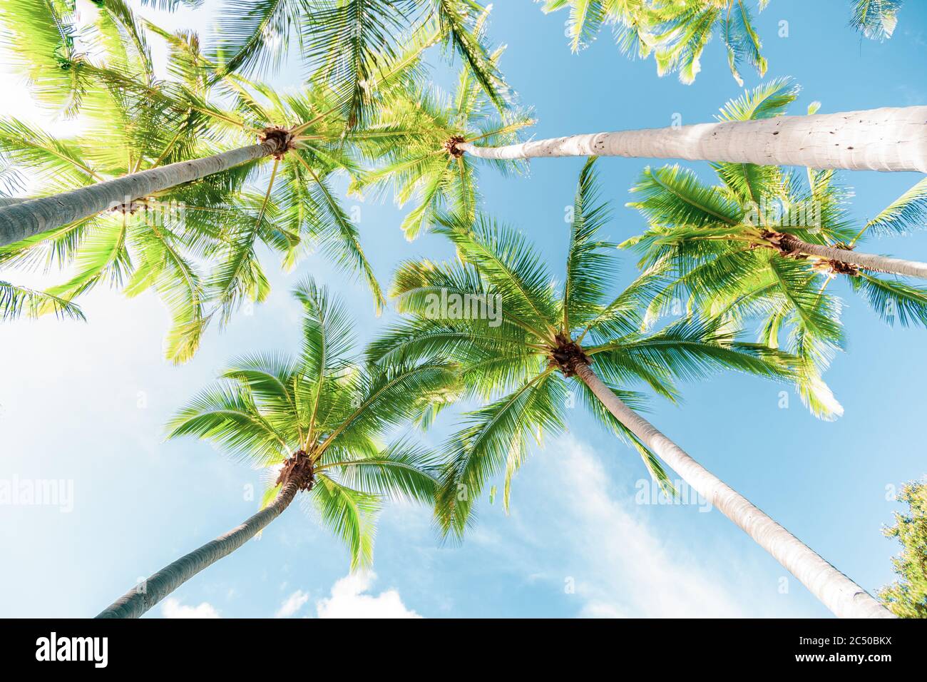 Grove di palme da cocco tropicali sulla spiaggia dell'isola in una scena idilliaca. Foto Stock Grove di palme da cocco tropicali sulla spiaggia dell'isola in una scena idilliaca. Foto Stock