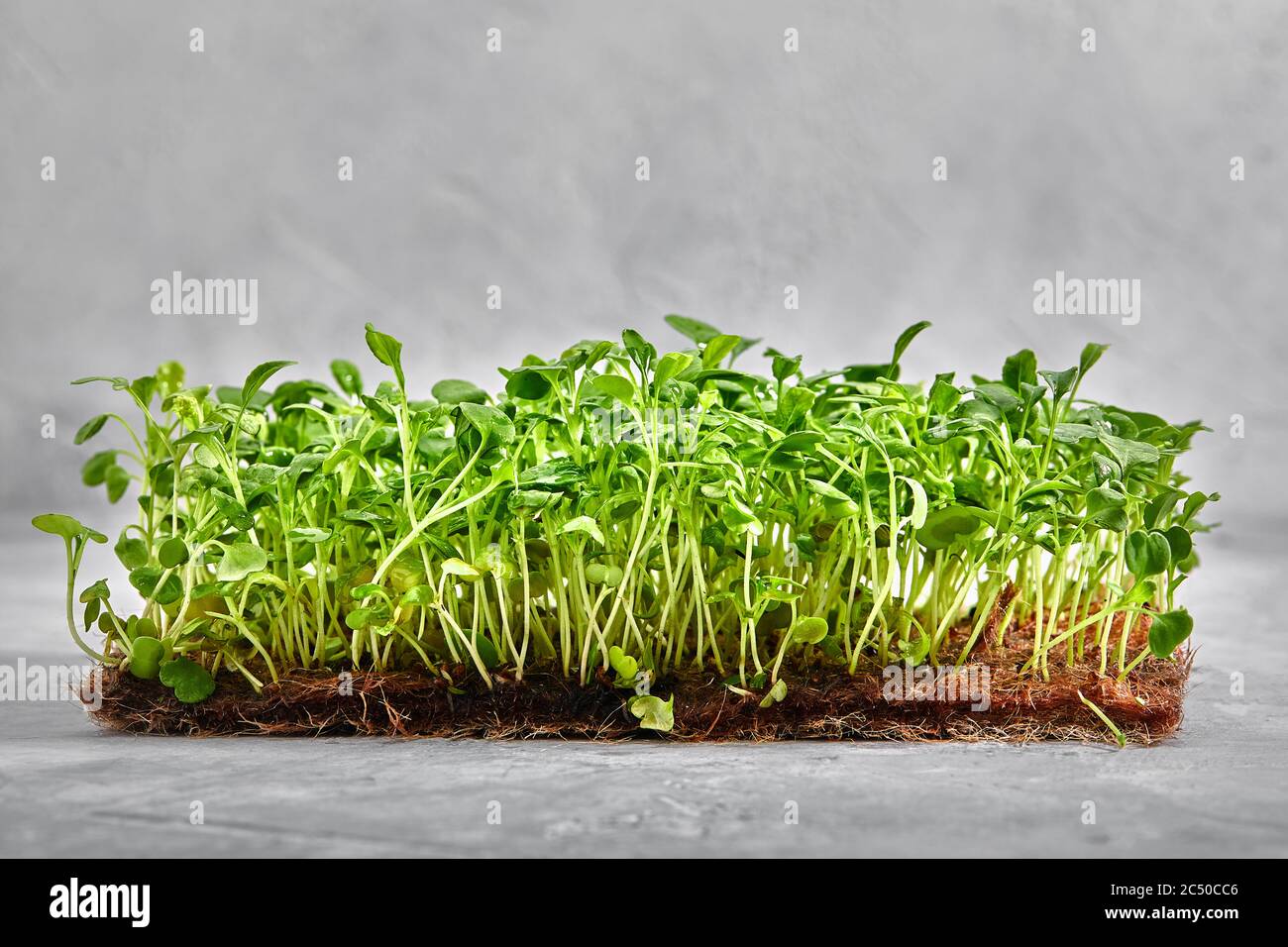 Piselli micrograni con semi e radici. Germogliare i micro green su gatti Jute Microgreens Grow. Germogliare i micrograni sui tappetini biodegradabili della canapa Foto Stock