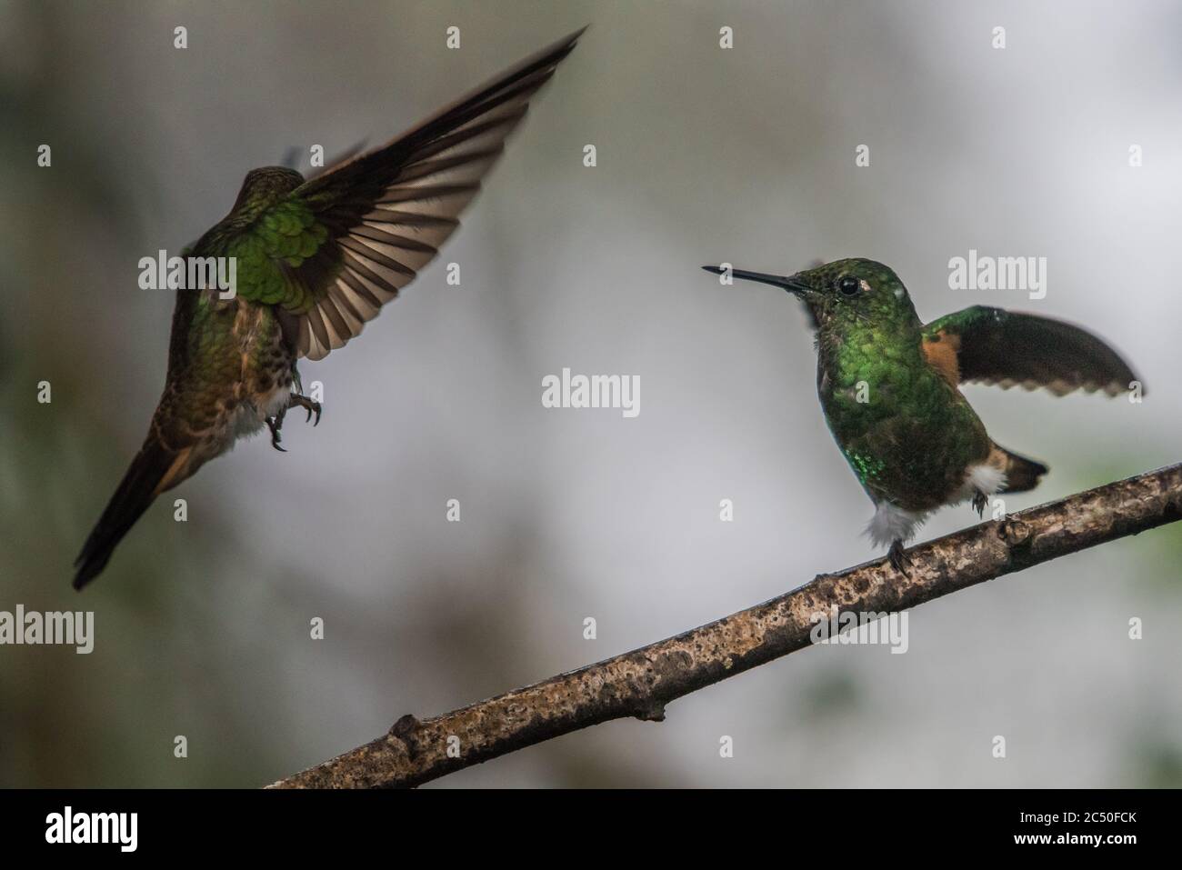 Il gobbo ha inchiodato il colibrì (Boissonneaua flavescens) avendo una disputa territoriale su un persico favorito. Foto Stock