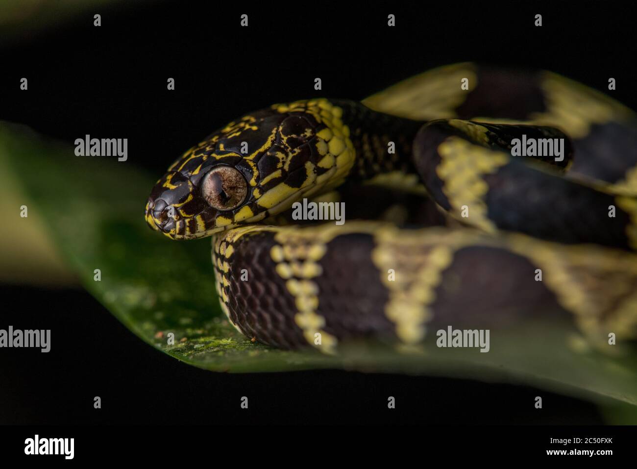 Un serpente di serpente vermiculato del bambino (Dipsas vermiculata) dalle colline amazzoniche del Sudamerica. Foto Stock