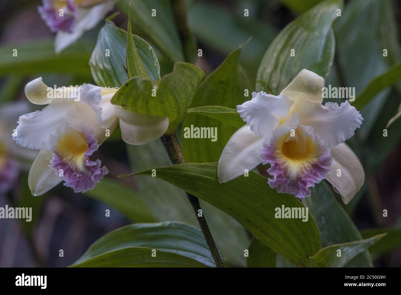 Sobralia ecuadorana, una specie endemica ecuadoriana di orchidee cresce nelle fresche foreste nuvolose delle Ande occidentali. Foto Stock