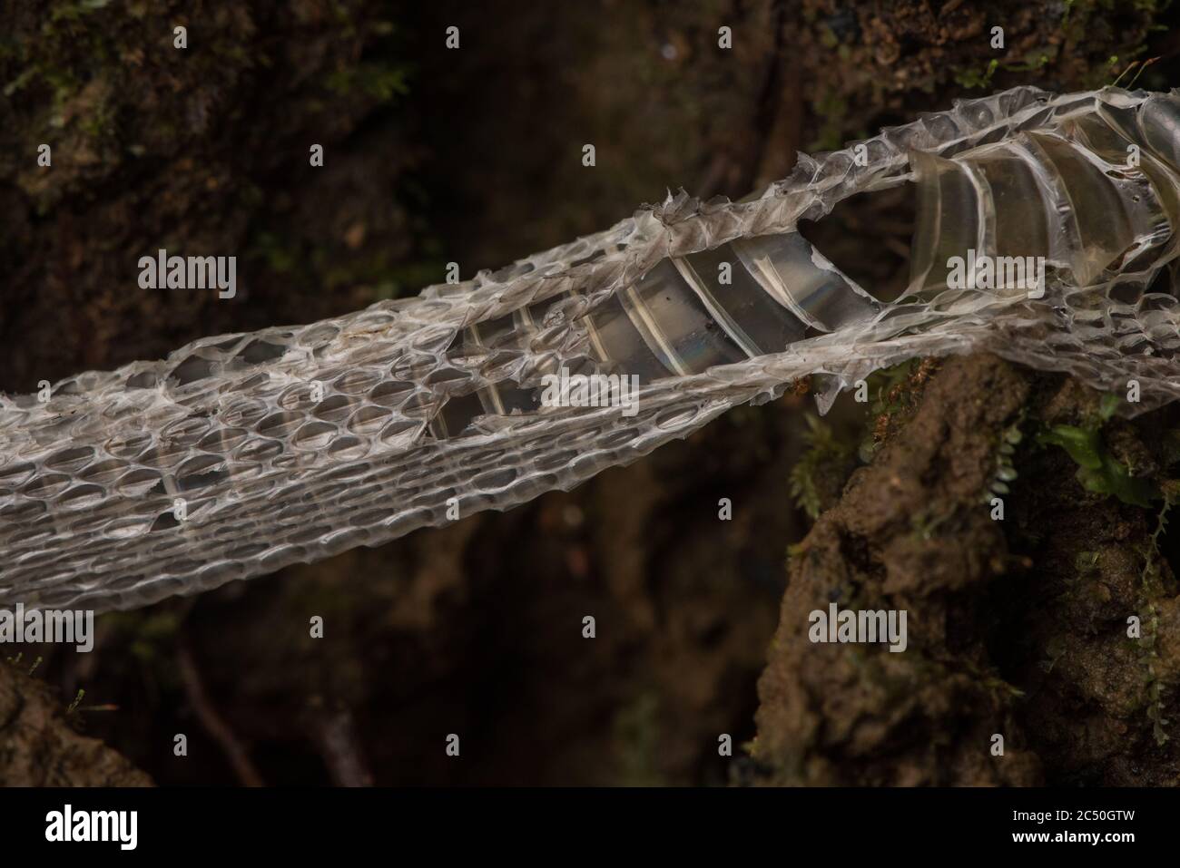 Una pelle di serpente capannone sul pavimento della foresta nella foresta pluviale amazzonica ecuadoriana. Foto Stock