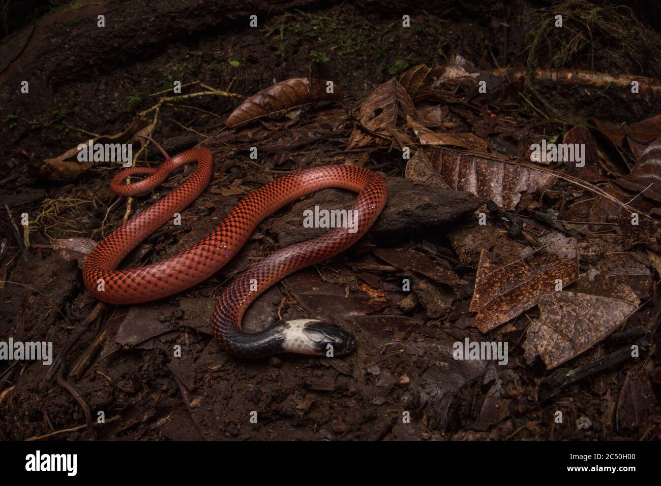 Un serpente nero colato che scivola attraverso il fondo della foresta nella foresta pluviale ecuadoriana. Foto Stock
