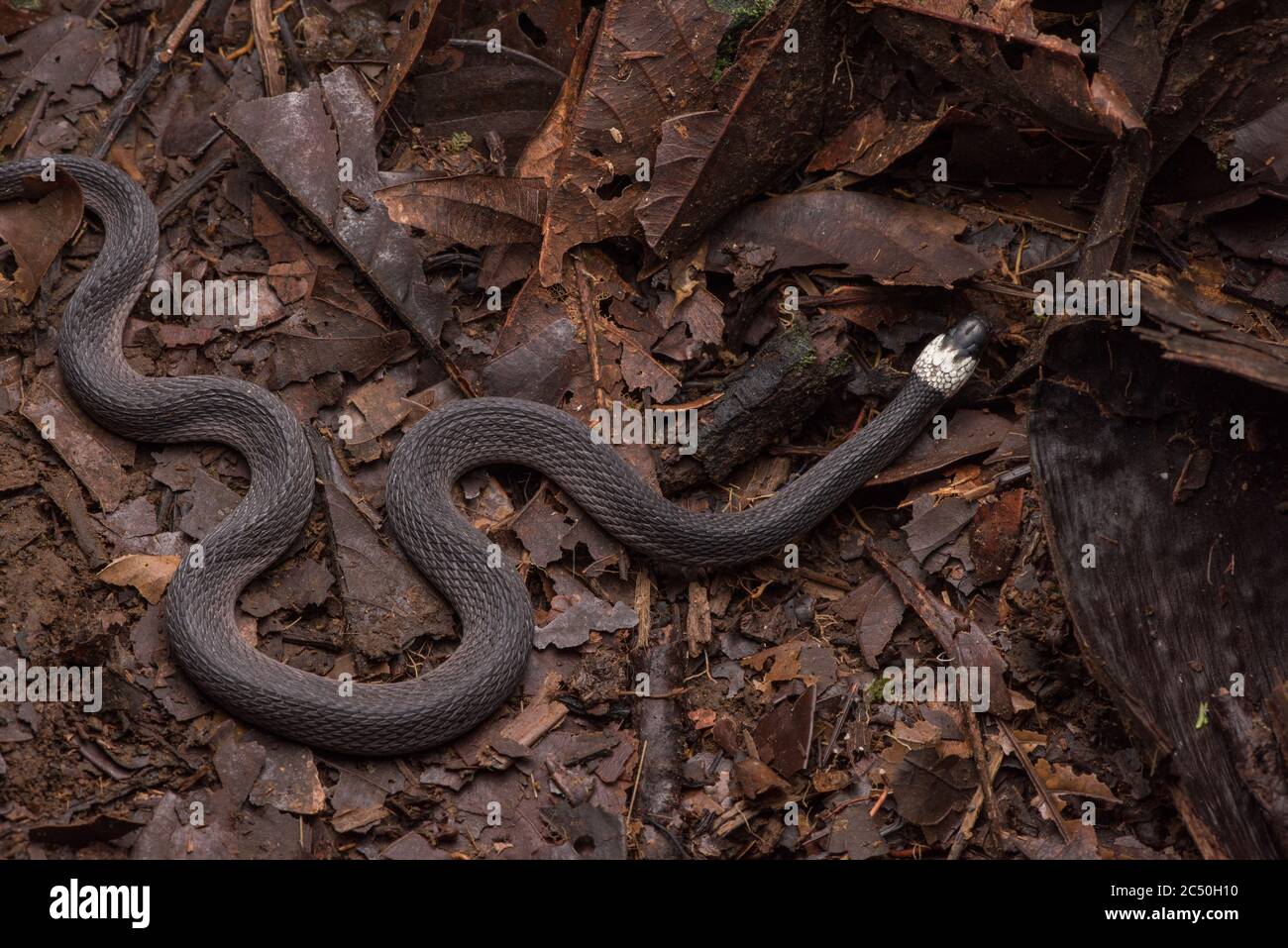 Ninia hudsoni scivola attraverso il pavimento della giungla nella foresta pluviale ecuadoriana. Foto Stock