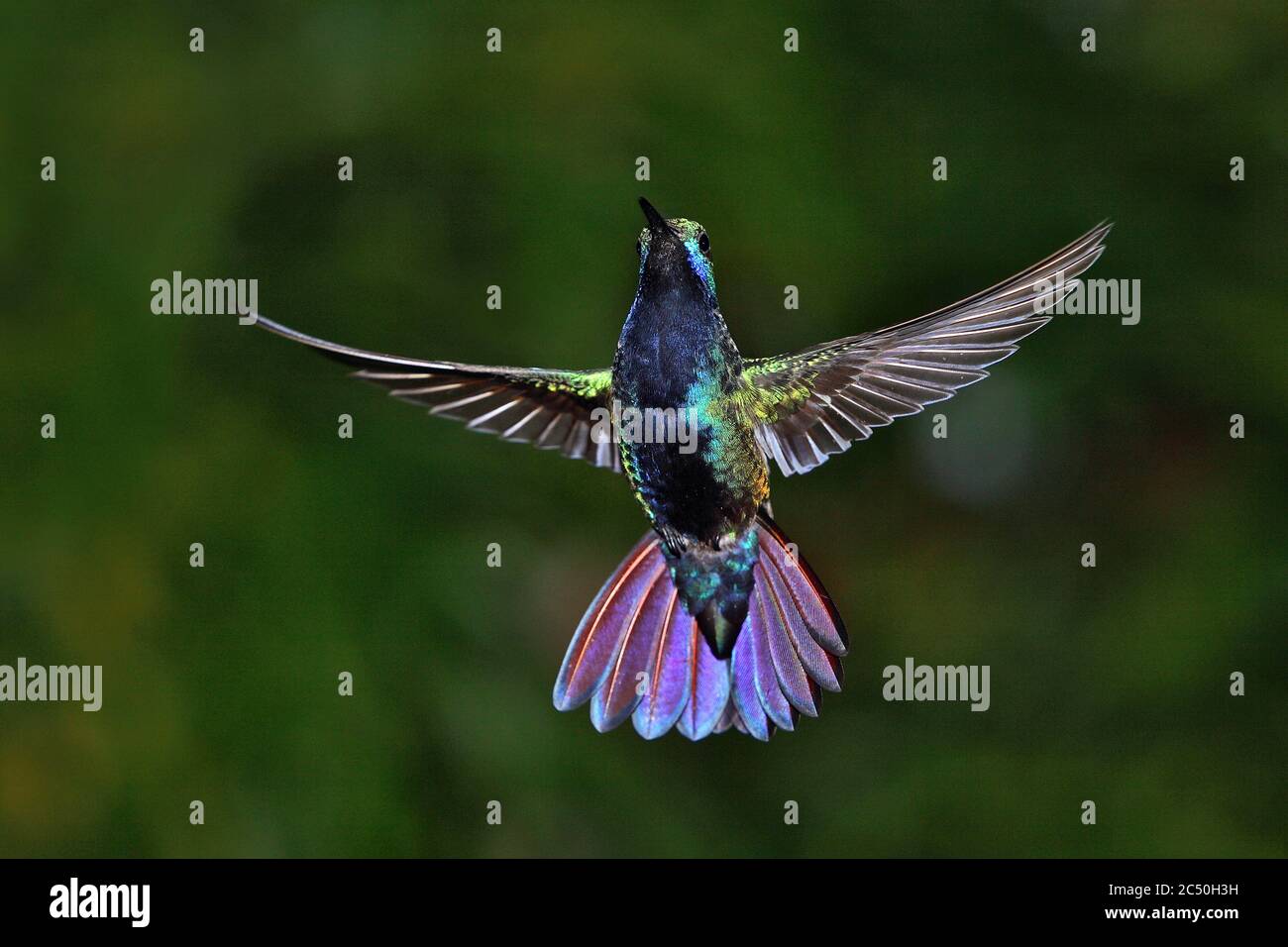 Mango a gola nera (Anthracotorax nigricollis), maschio in volo, Suedamerika Foto Stock