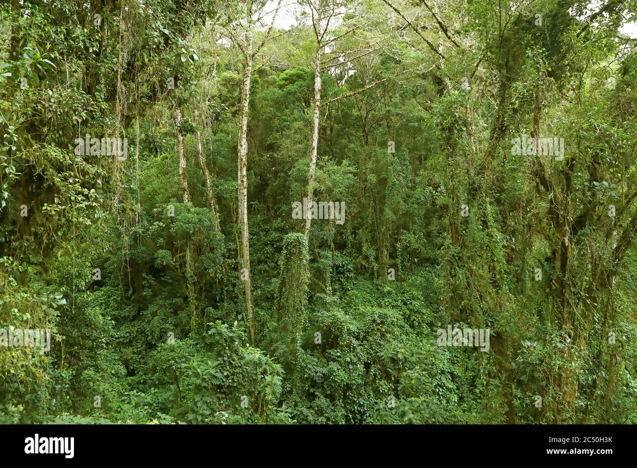 foresta vergine, Costa Rica, Los Quetzales Parco Nazionale Foto Stock