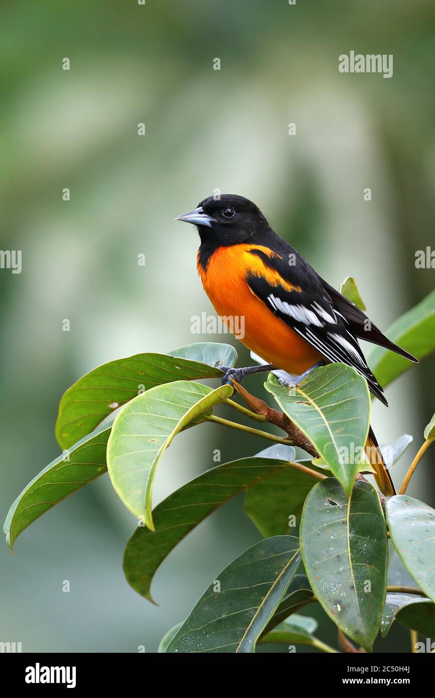 oriole settentrionale (Icterus galbula), perches maschili su un albero, Costa Rica, Boca Tapada Foto Stock