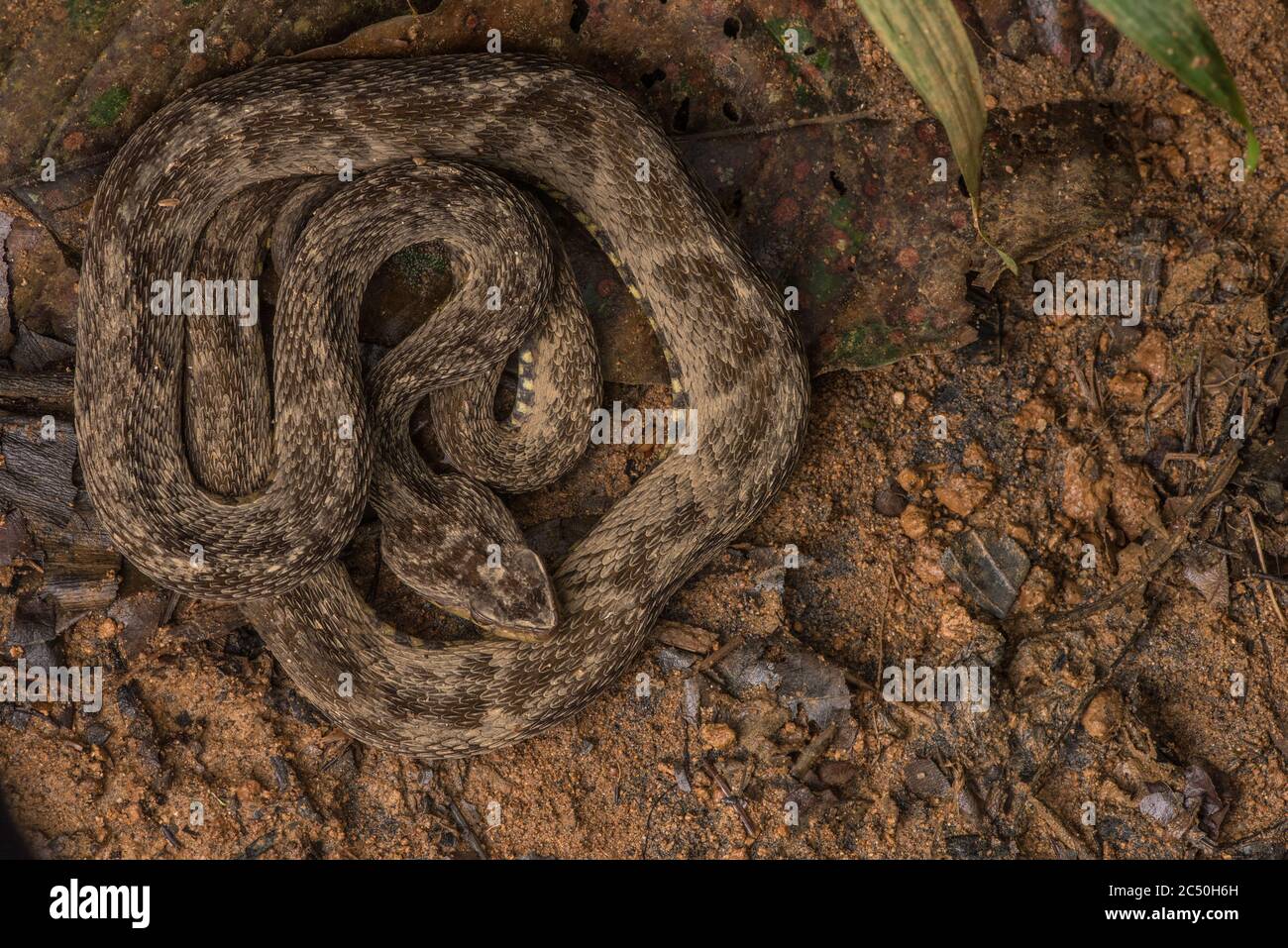 Il temuto fer de lance (Bothrops atrox), una specie di testa di lancehead che è responsabile della maggior parte dei morti morso serpente in Sud America. Foto Stock