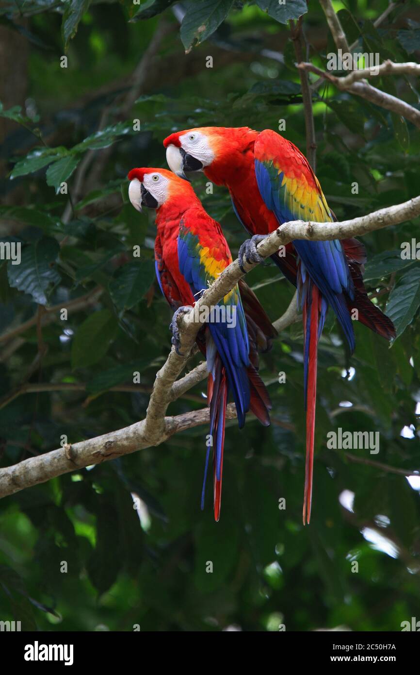 Scarlatto macaw (Ara macao), due scarlatto macaws appollaiato su un ramo, il Brasile Foto Stock