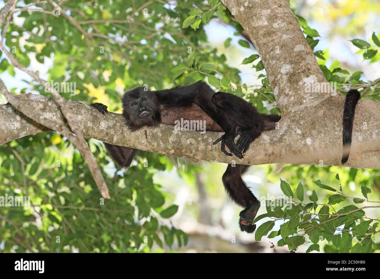 Urlatore manled (Alouatta palliata), che riposa su un ramo su un albero, Costa Rica Foto Stock