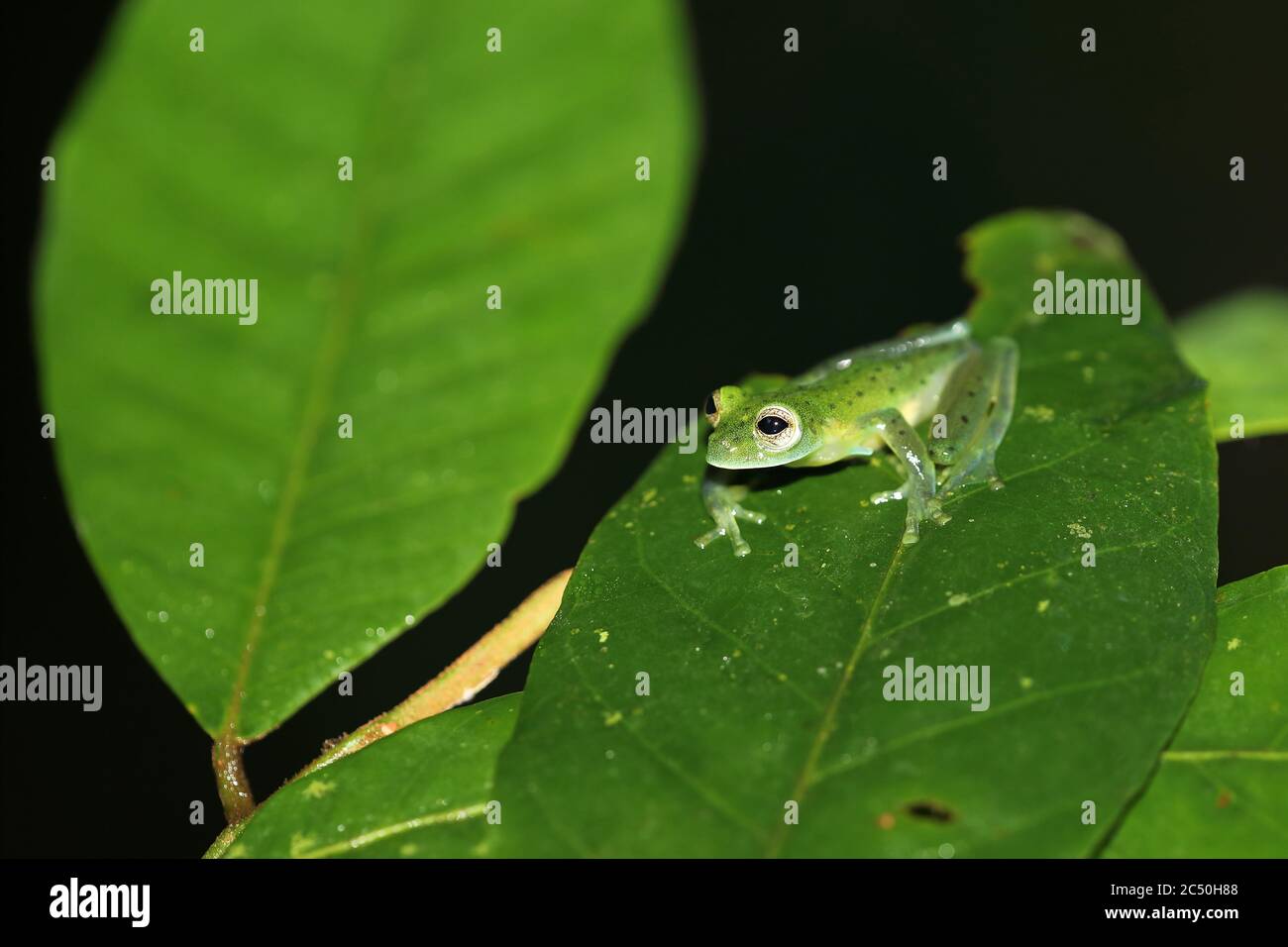 La rana di vetro smeraldo (Centrolene protoblepon, Hyla parabambae, Hylella punticrus), siede su una foglia, Costa Rica, Sarapiqui, Horquetas Foto Stock