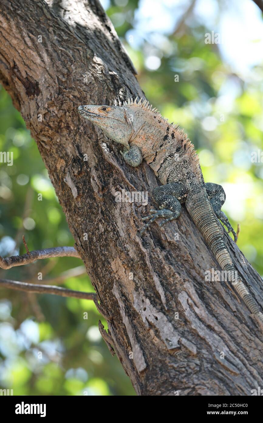 Iguana nera (Ctenosaura similis), su un tronco di albero, Costa Rica Foto Stock
