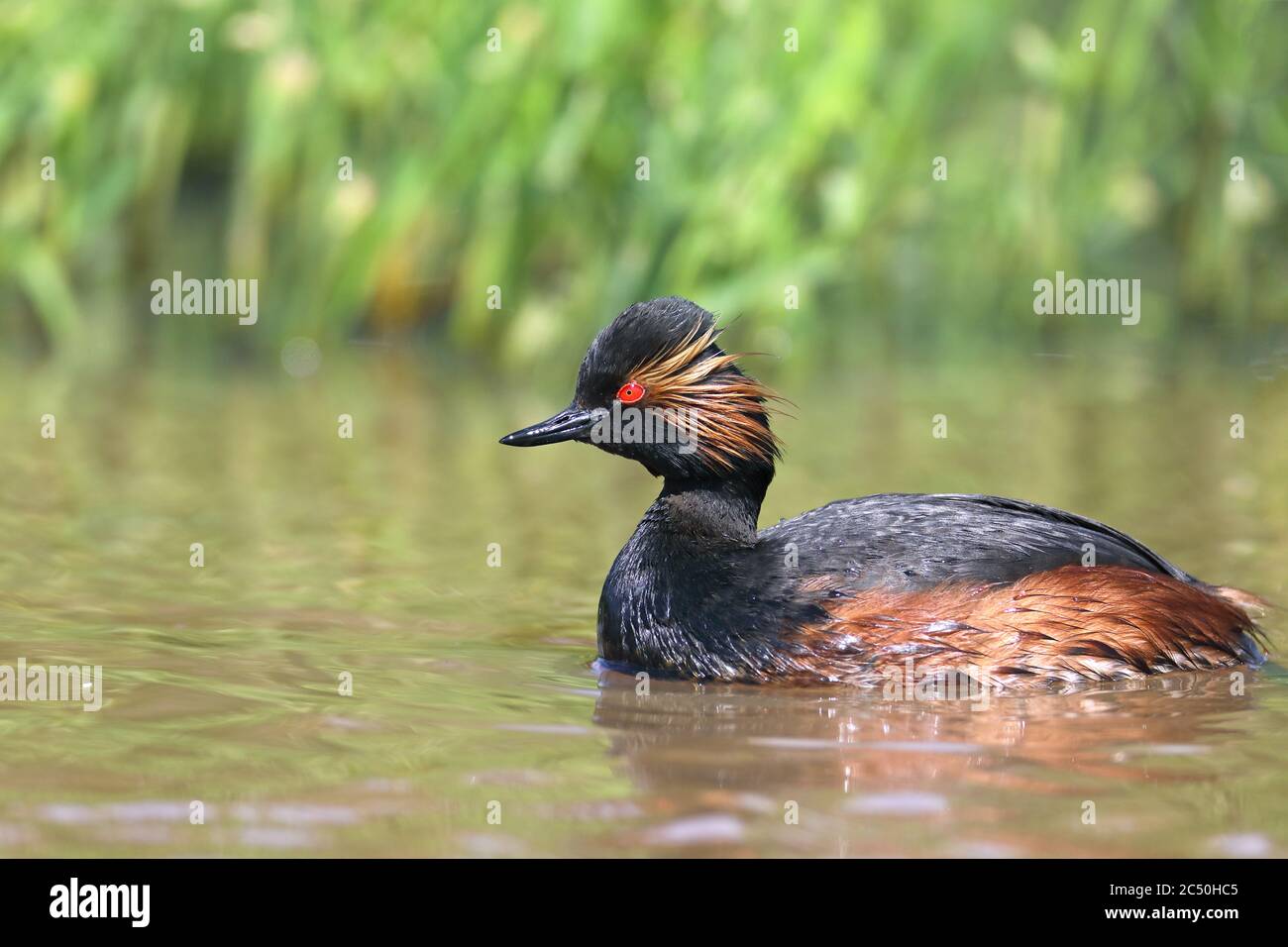 Grebe al collo nero (Podiceps nigricollis), nuoto, Paesi Bassi Foto Stock