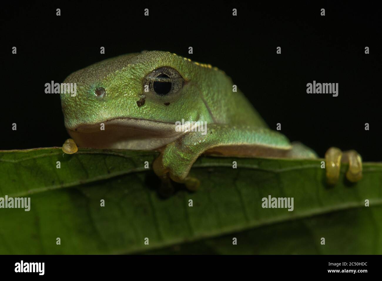 Una rana di scimmia tony fiancheggiata bianca (Phyllomedusa vaillantii) nella sua prima notte fuori dall'acqua come ha recentemente metamorfosed da un tadpole. Foto Stock