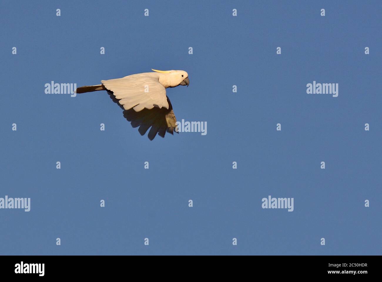 Cockatoo solforato (Cacatua galerita, Cacatua galerita galerita), in volo, Australia Foto Stock