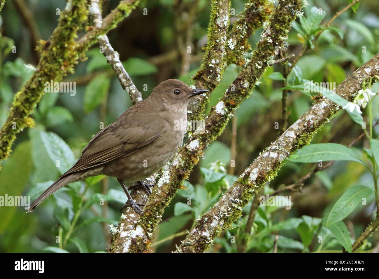 mountain robin (Turdus plebejus), che perching su un ramo su un albero, vista laterale, Costa Rica, Los Quetzales National Park Foto Stock