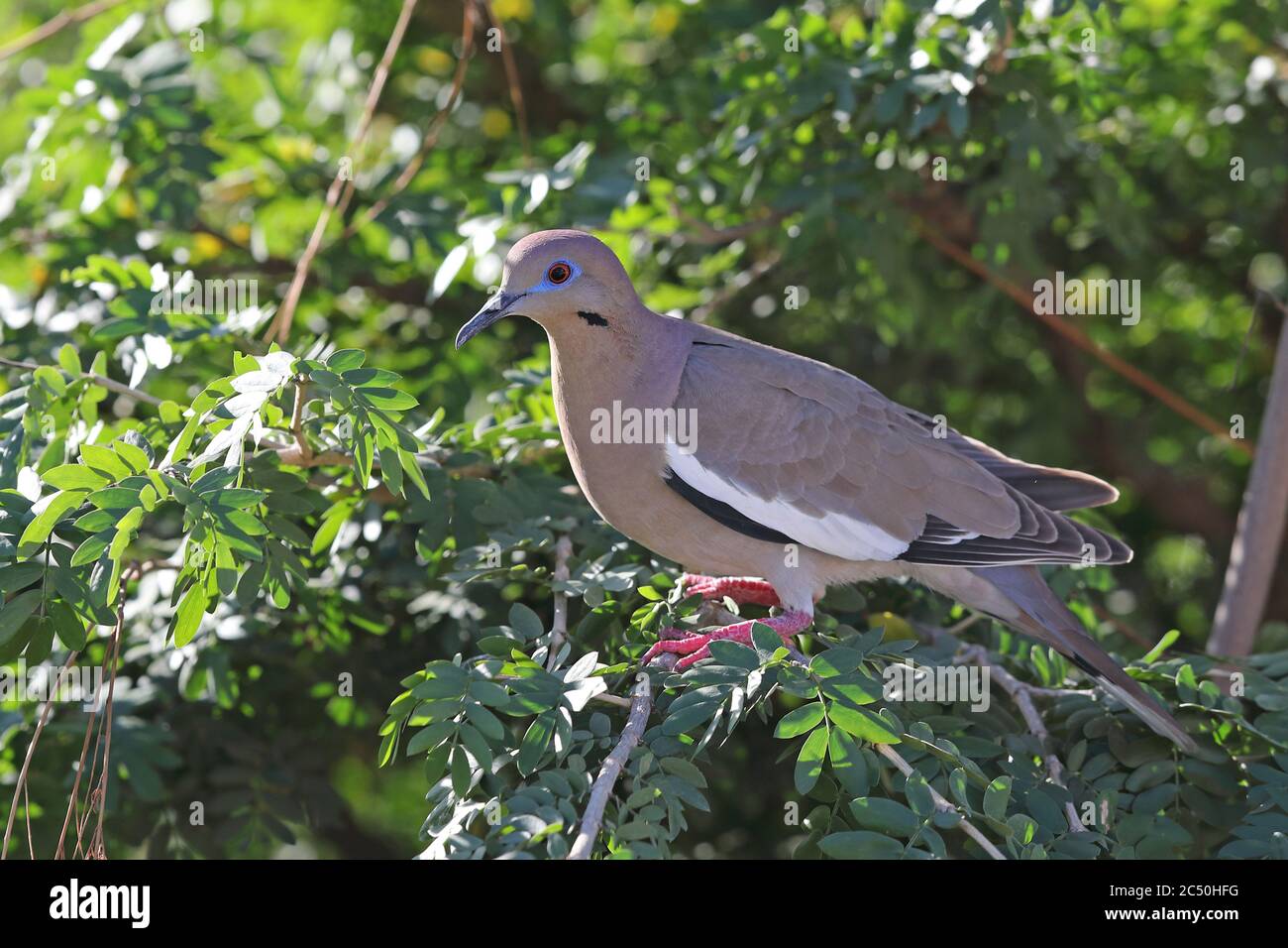 Colomba alata bianca (Zenaida asiatica), che perching su un ramo in un cespuglio, vista laterale, Costa Rica Foto Stock