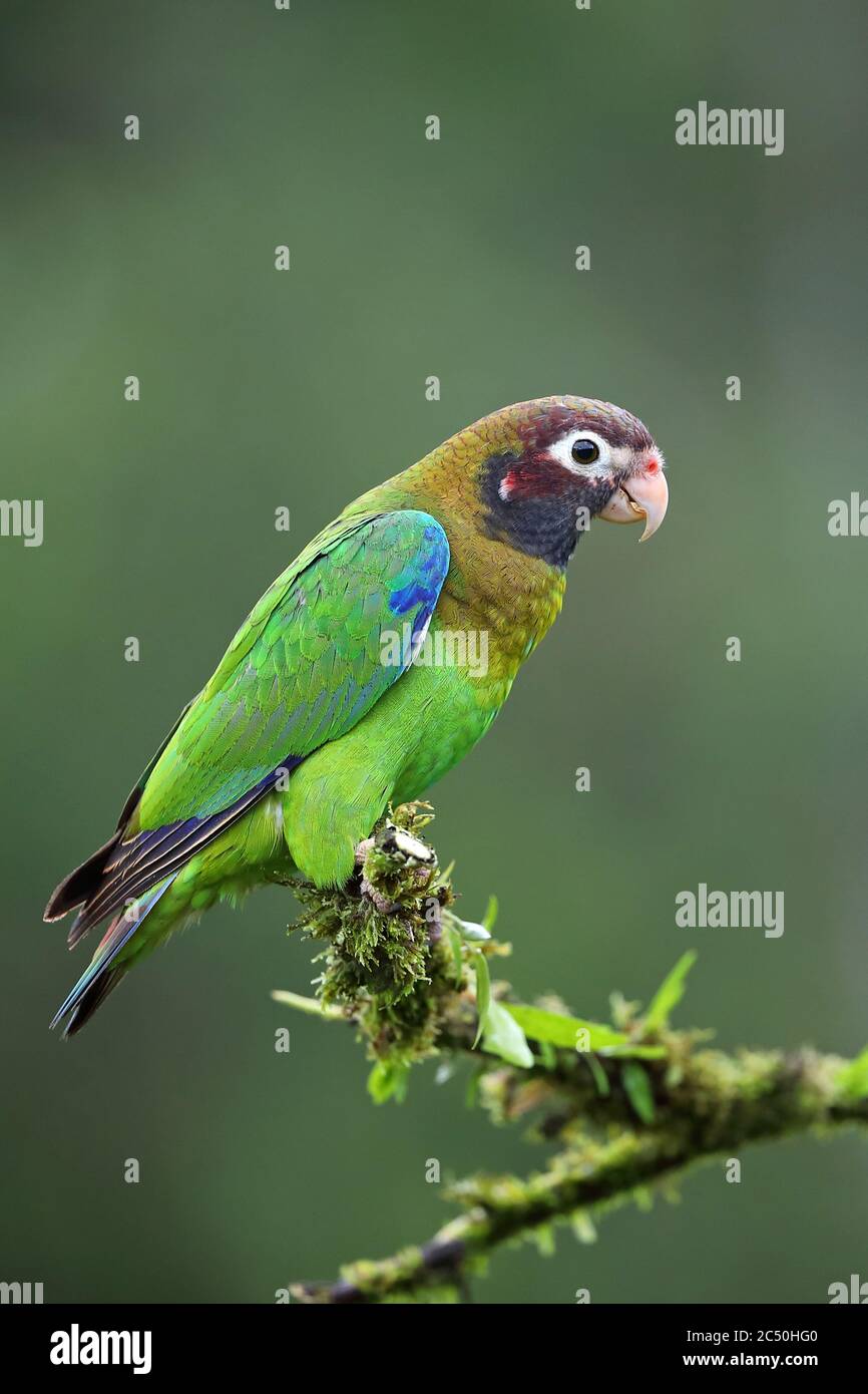 Pappagallo con cappuccio marrone (ematite di Pinopsitta), perches su un twig, Costa Rica, Boca Tapada Foto Stock