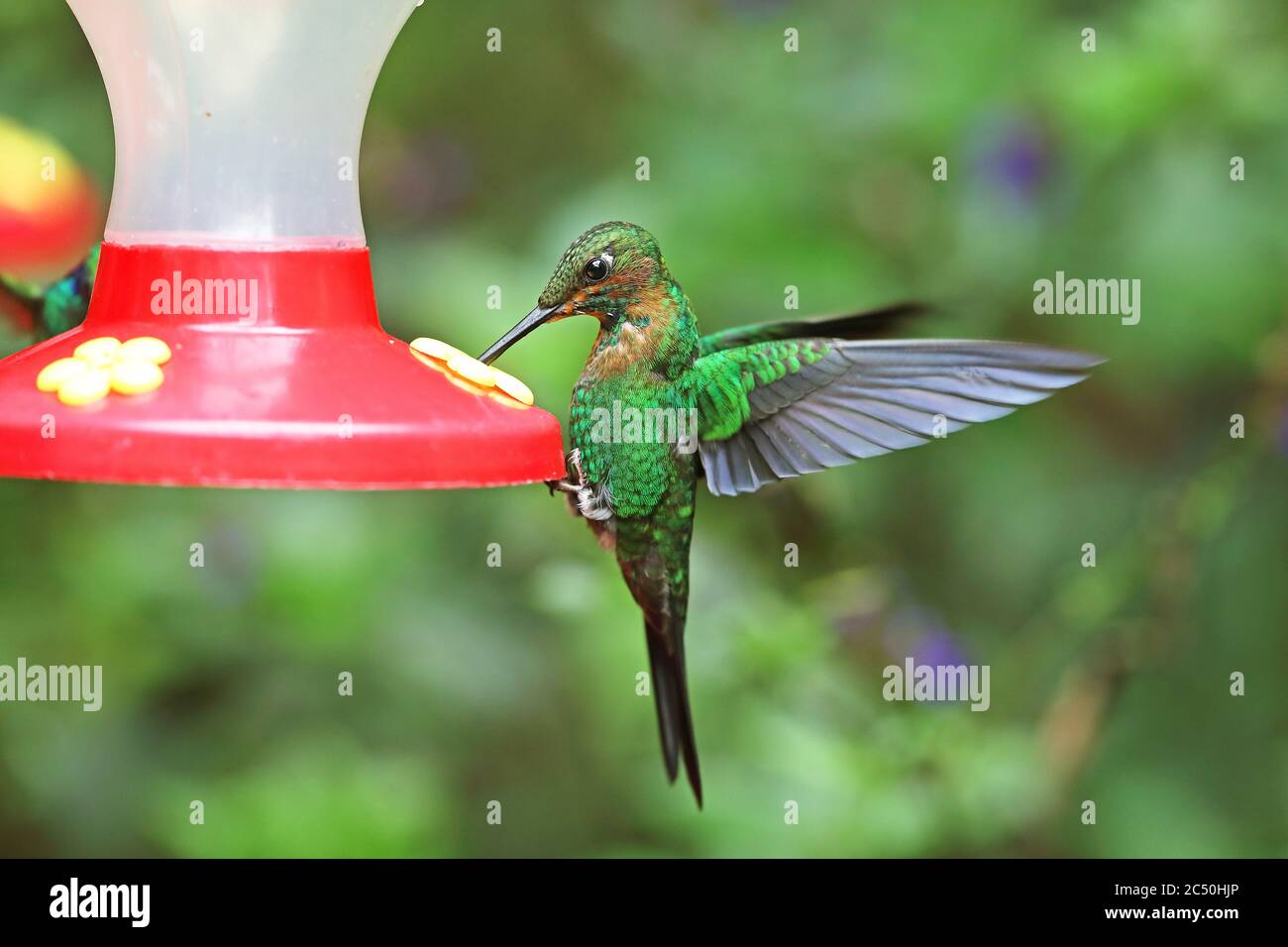 Verde-coronato brillante (Heliodoxa jacula), giovane maschio a alimentatore di uccelli, Costa Rica, Monteverde Foto Stock