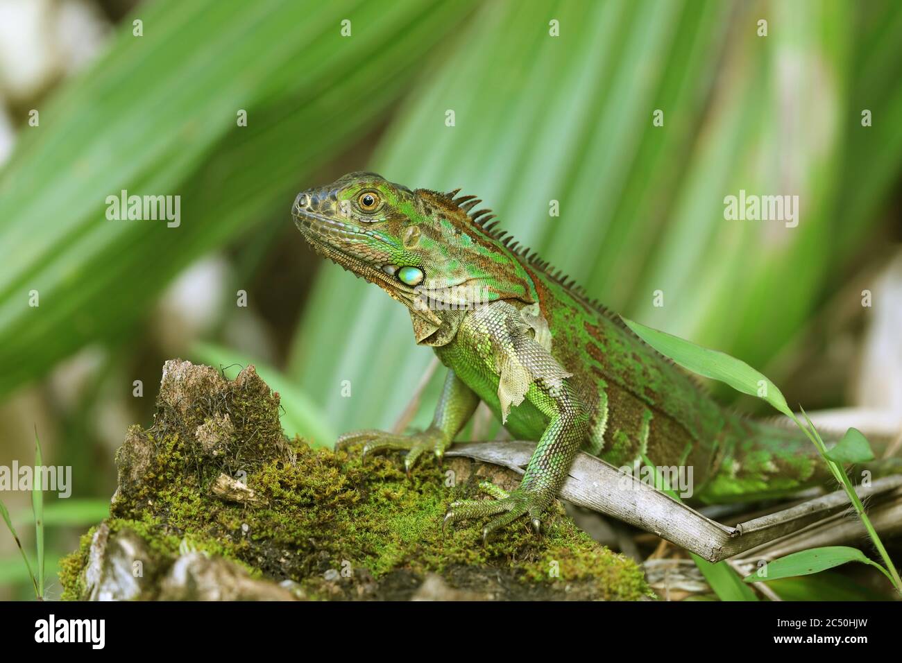 Iguana verde, iguana comune (Iguana iguana), siede sul terreno, Costa Rica, Boca Tapada Foto Stock