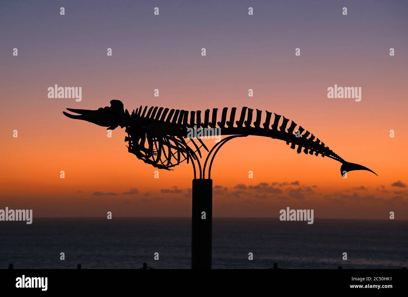 La balena con il becco d'oca di Cuvier, la balena con il becco di Cuvier (Ziphius cavirostris), scheletro sulla costa di El Cotillo alla luce rossa della sera, Isole Canarie, Fuerteventura Foto Stock
